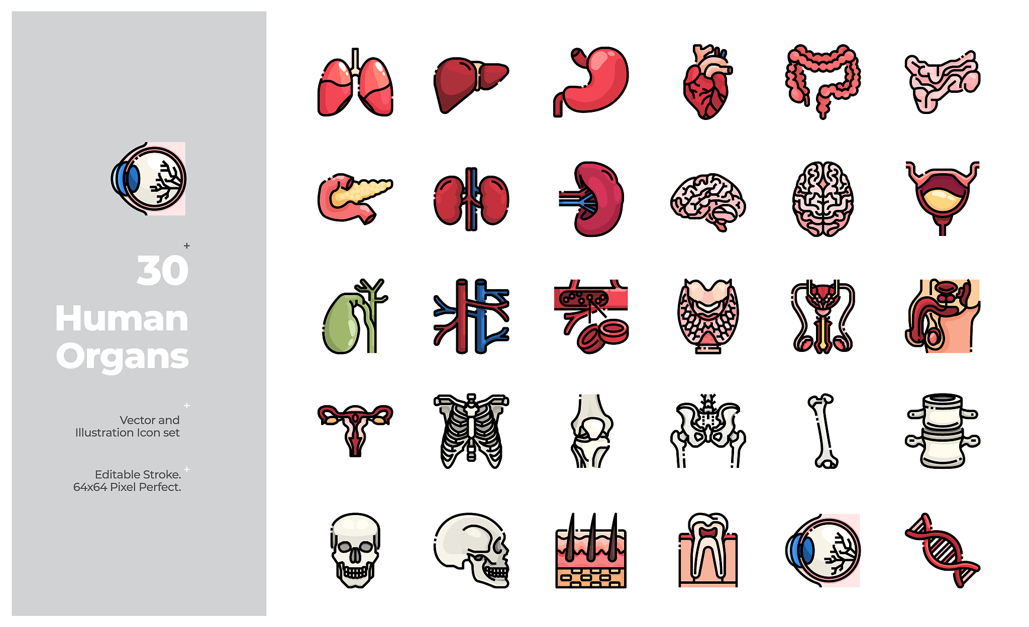 关于人体器官的礼貌交流