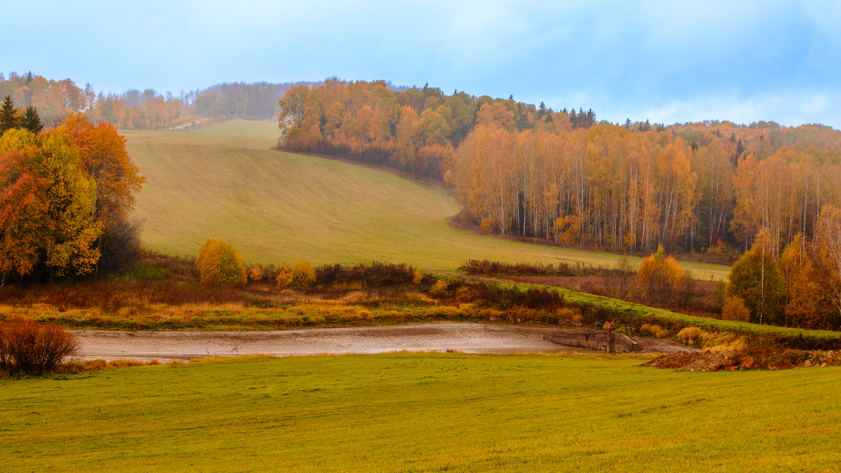 禾木清晨：金色草原，白桦林隐现，秋意浓浓