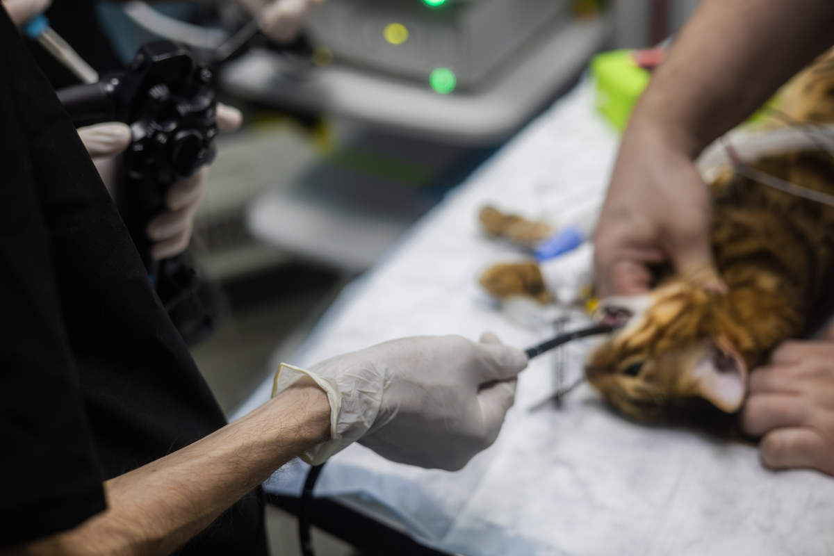 兽医专业就业前景与就业方向「2019更新」