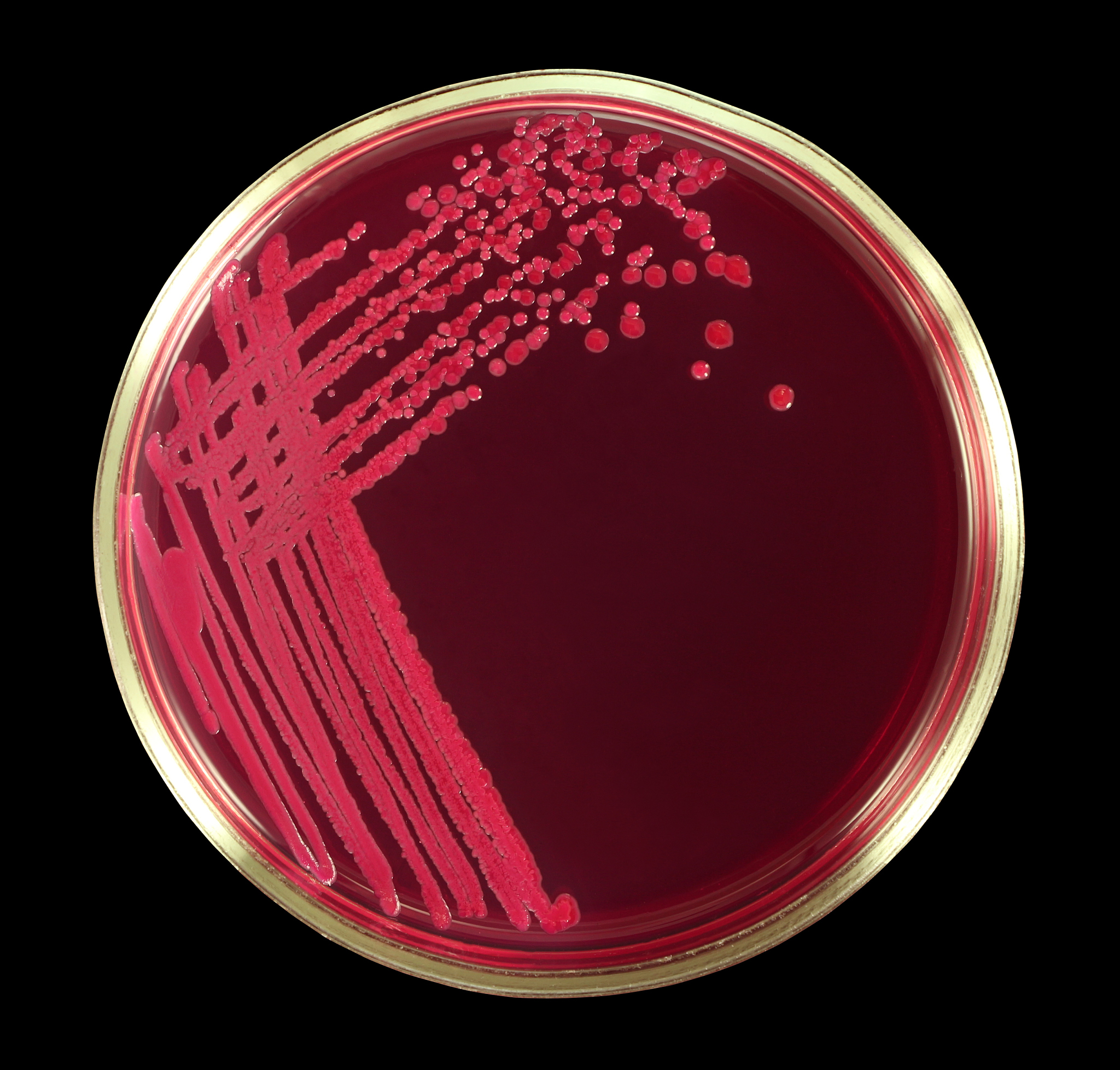 大肠杆菌发酵会产糖么？