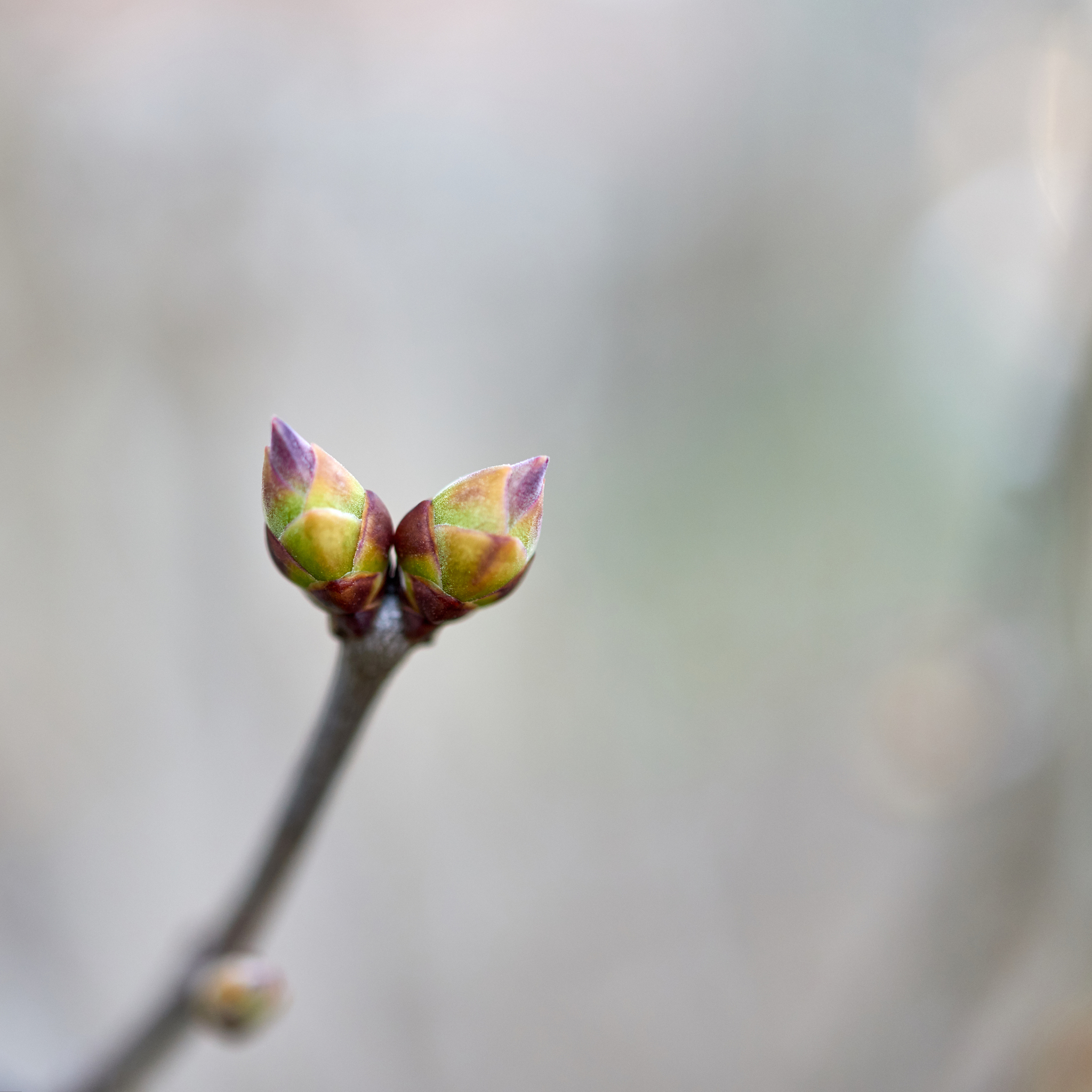 立春感怀：逝者已去，珍惜当下