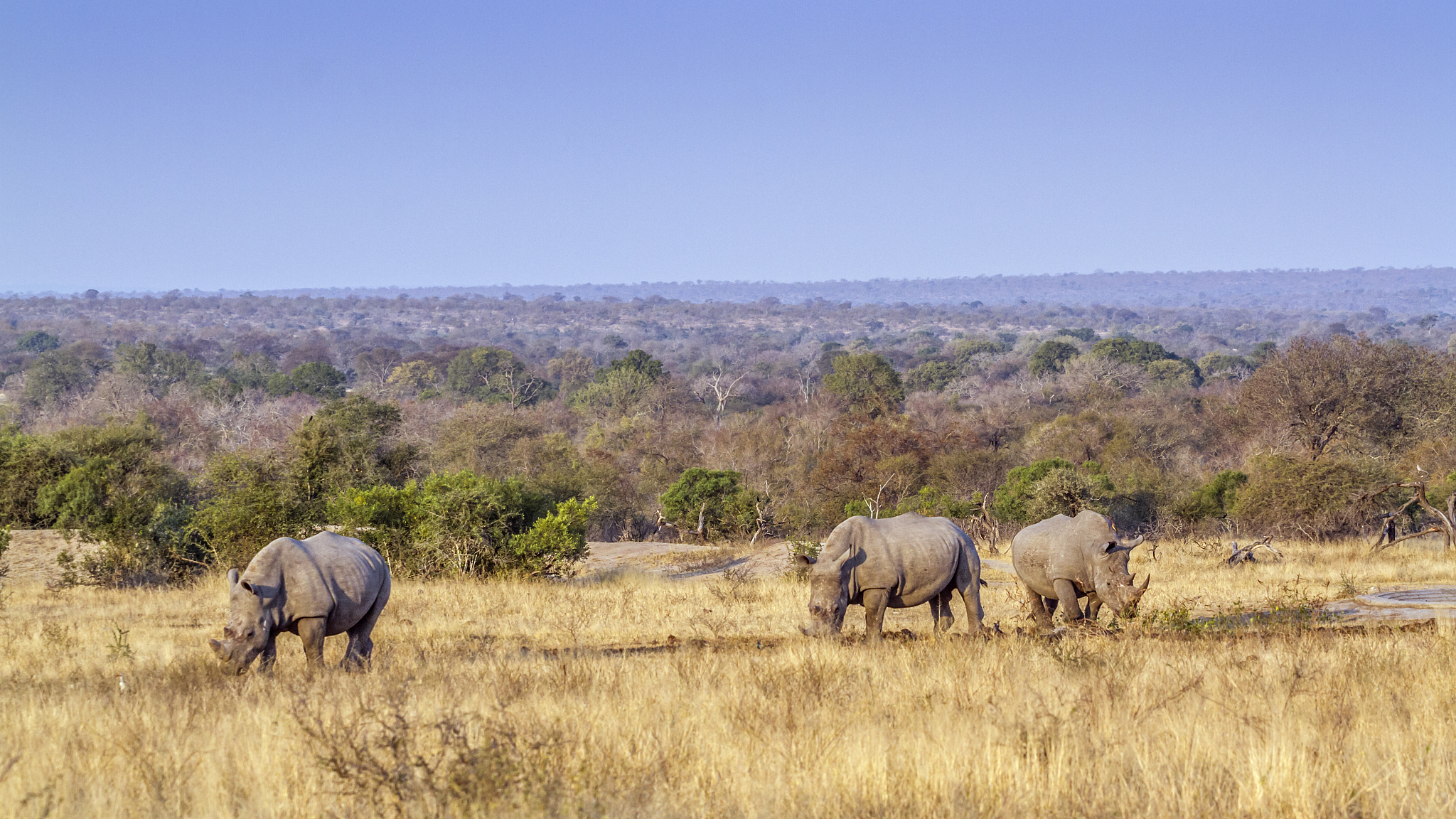 southern white rhinoceros in kruger national park, south africa