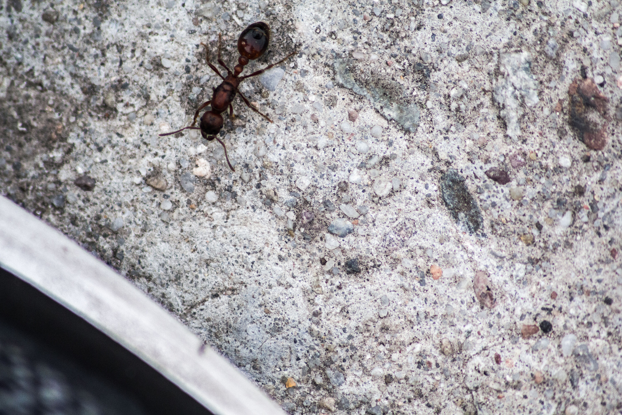 ant