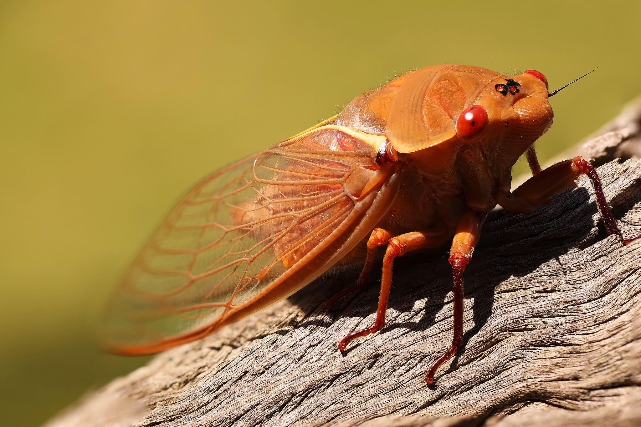 yellow monday cicada