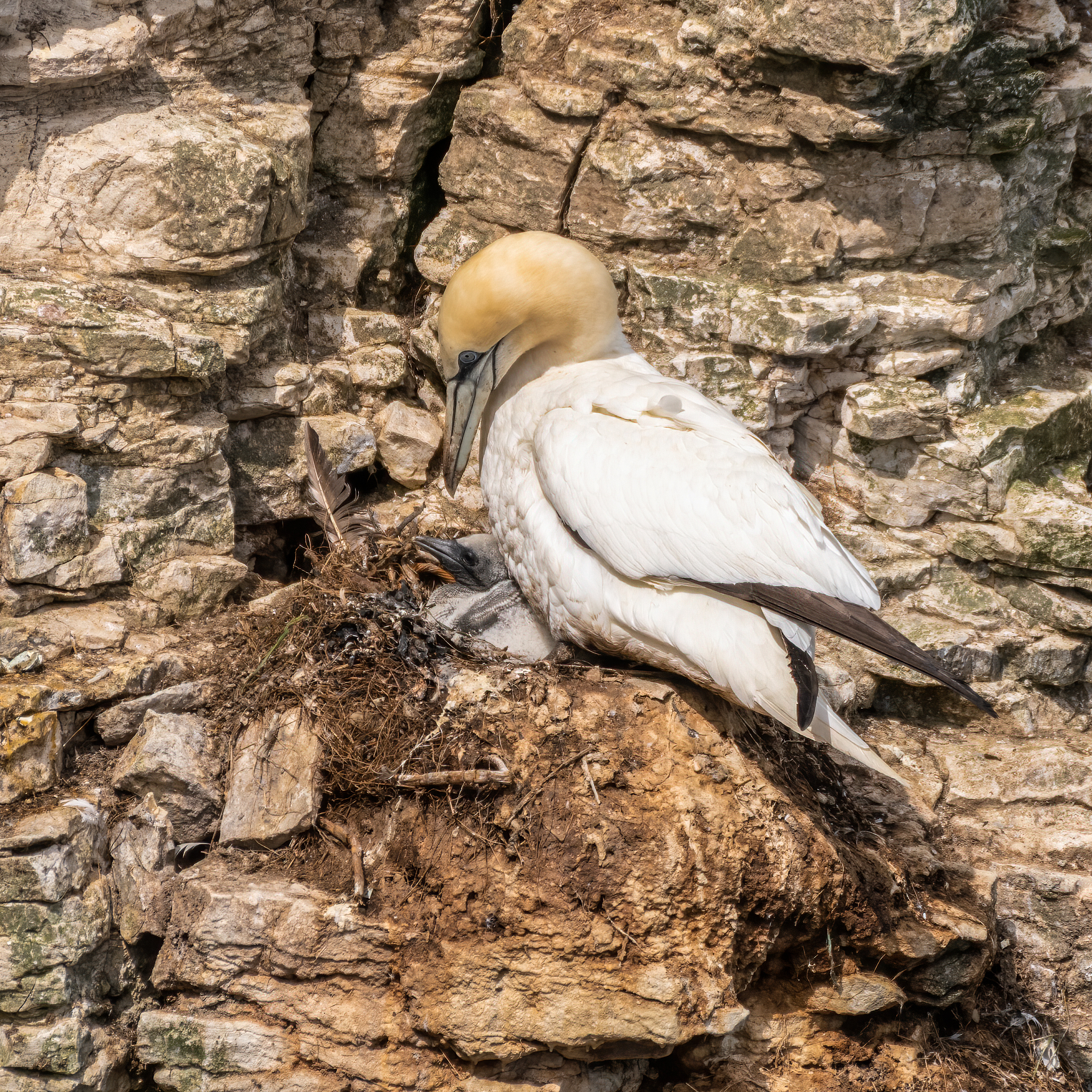 Climate Change and Extinction: The Case of the Thunderbird
