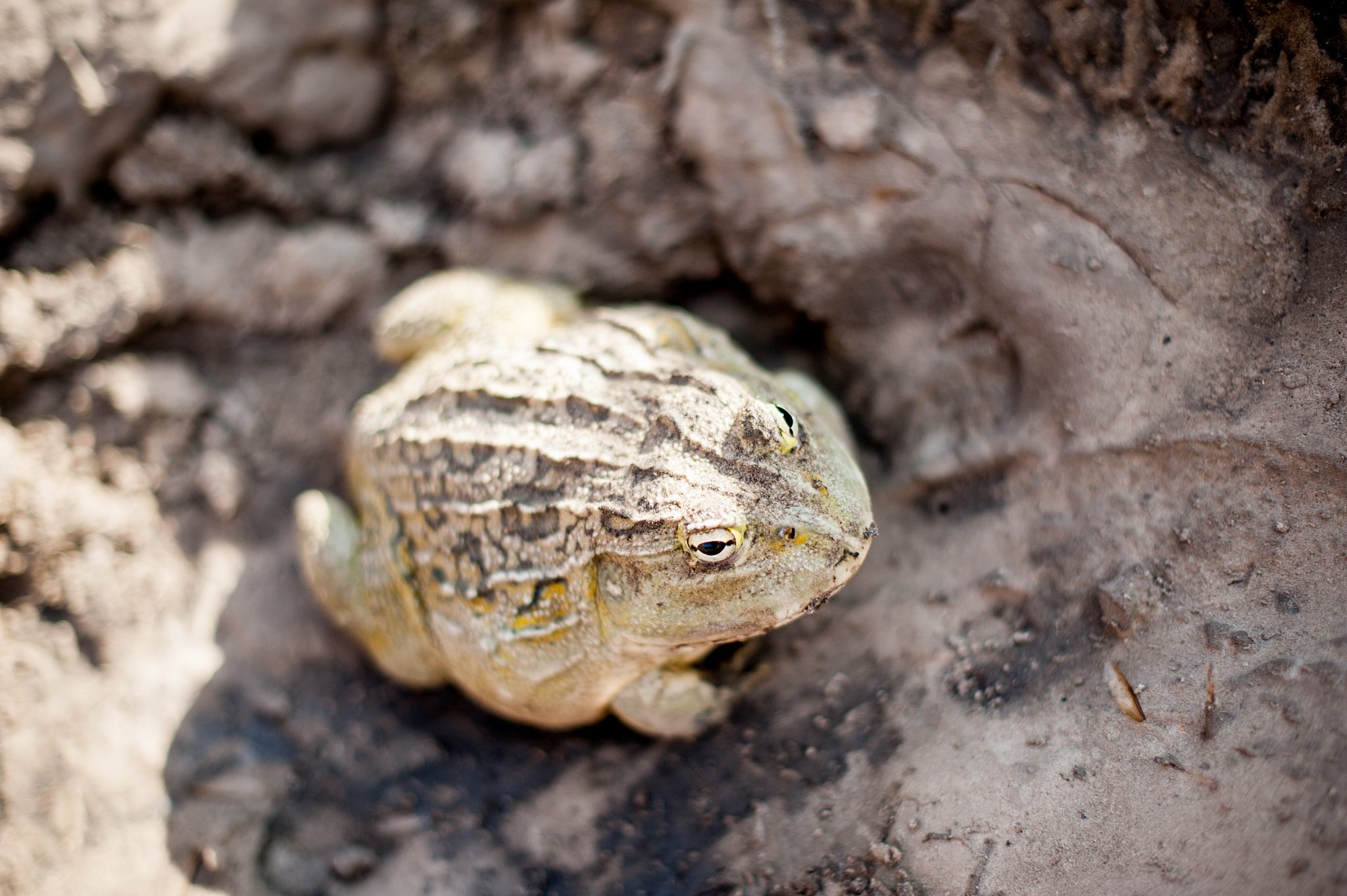 加入科普知识类博主的口吻朗读以下文章：沙漠雨蛙这是一个令人惊叹的物种。它们的外形可爱又凶萌就像一个小馒头一样圆滚滚的。它们的体长一般只有2-4厘米左右但当它们感到危险或生气时却能使劲儿将身体鼓起假装自己很大只并发出凶猛萌的叫声。这种气鼓鼓的样子加上细细的叫声让人不禁感到害怕。沙漠雨蛙的生活环境极其苛刻它们几乎一辈子都生活在干旱的沙漠地区很少遇到水。它们没有强有力的后腿无法跳跃只能用小短腿挖沙子和钻