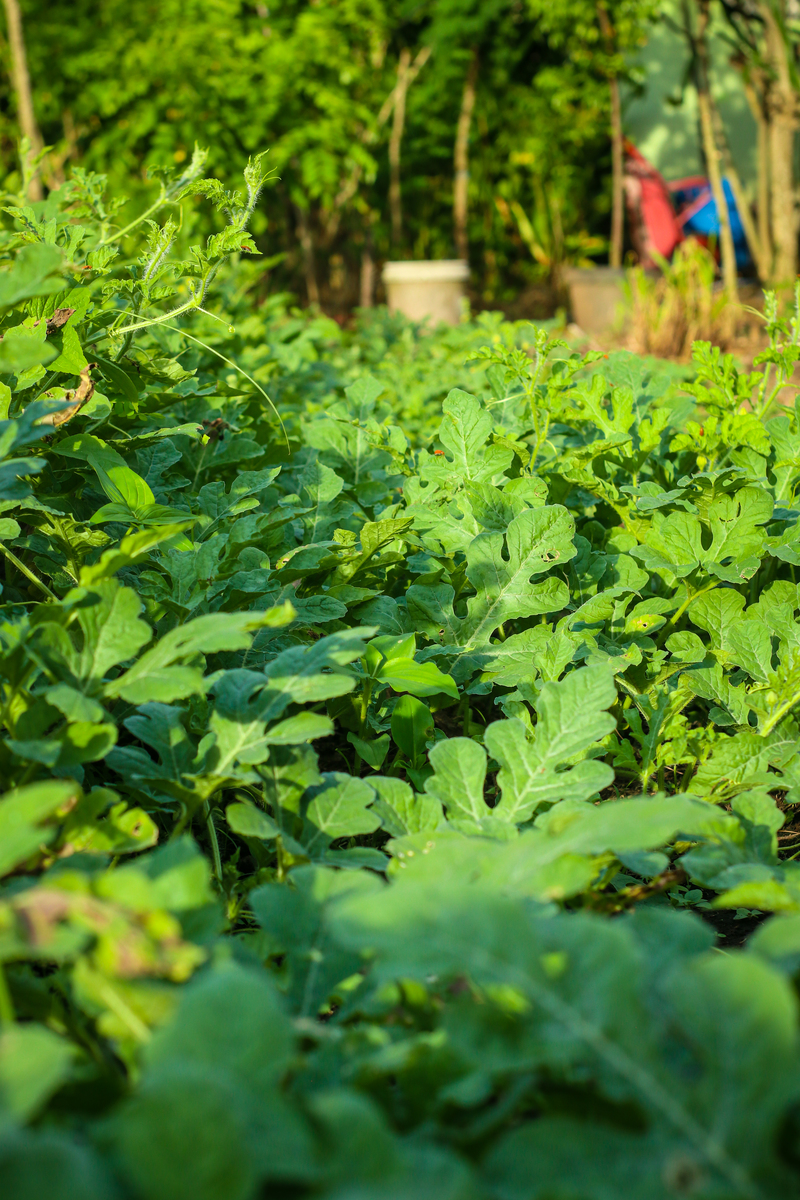 塑料袋种植西瓜