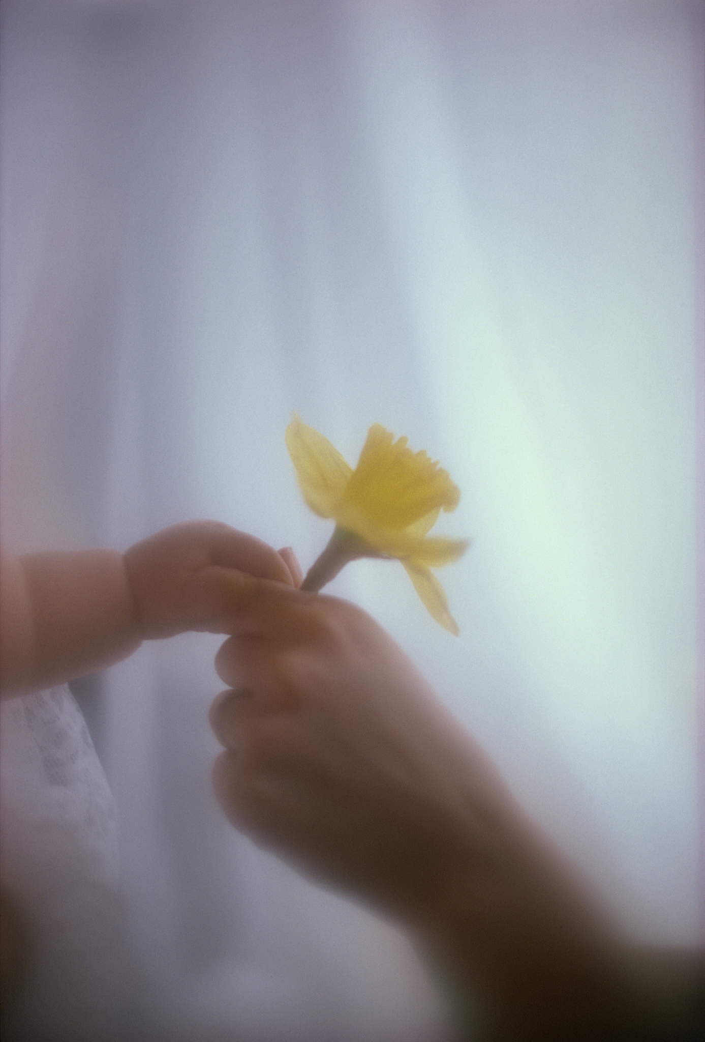 气味与回忆：一朵鲜花，串联起的温暖故事