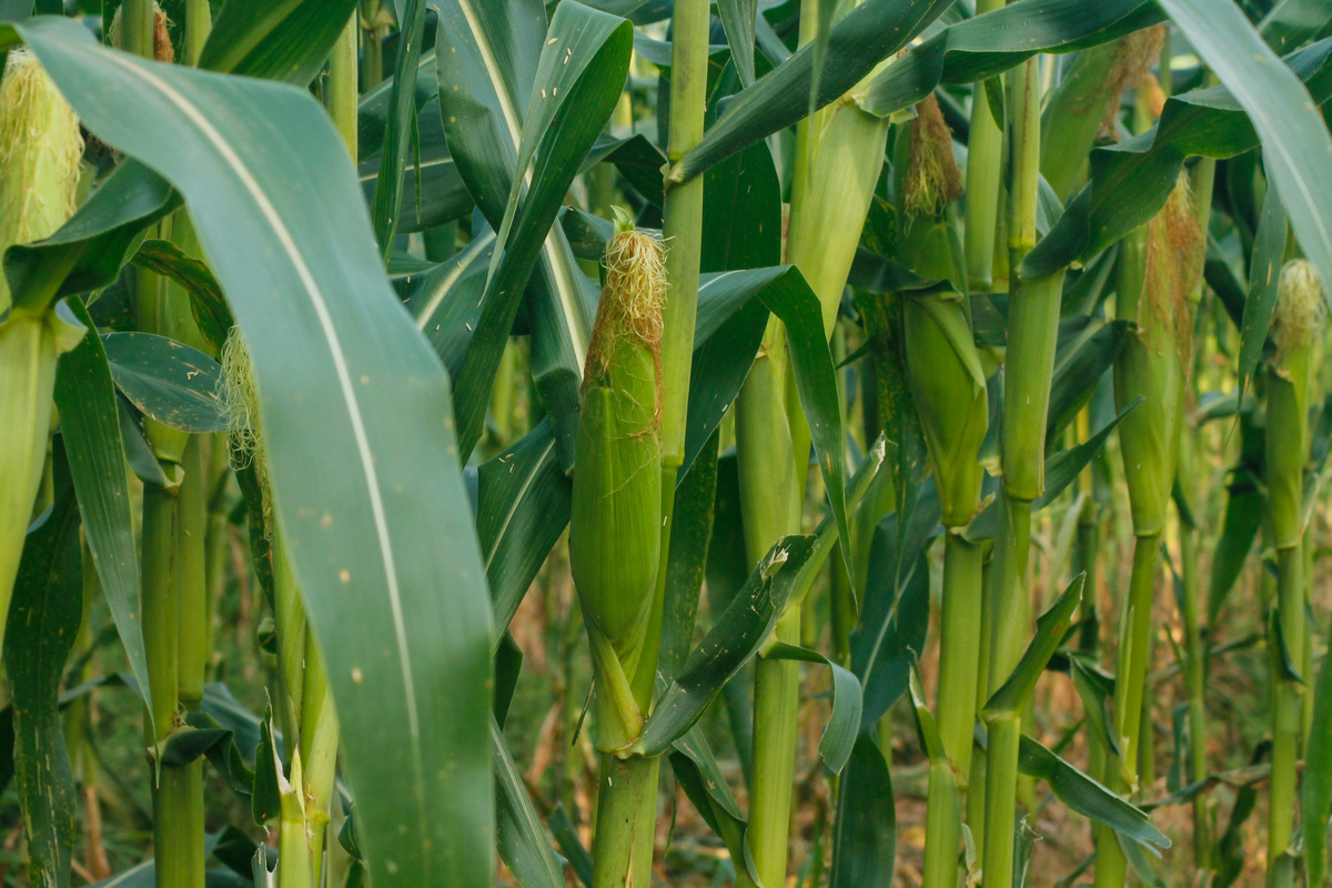 模仿下面内容对象改成玉米民以食为天食以稻为先。水稻作为最重要的粮食作物之一是全球一半以上人口的食物来源。我国作为世界上最大的稻米生产和消费国水稻的播种面积和产量分别约占全国粮食作物的 29％和 40％。因此水稻能否丰产决定着国家的粮食安全有稻丰收国无忧之喻。近年来虽然我国水稻总体生产形势良好但伴随着全球气候变化的自然灾害频发水稻的生产也面临严峻的挑战。在各种灾害中水稻病虫害是制约水稻高产、优质的重