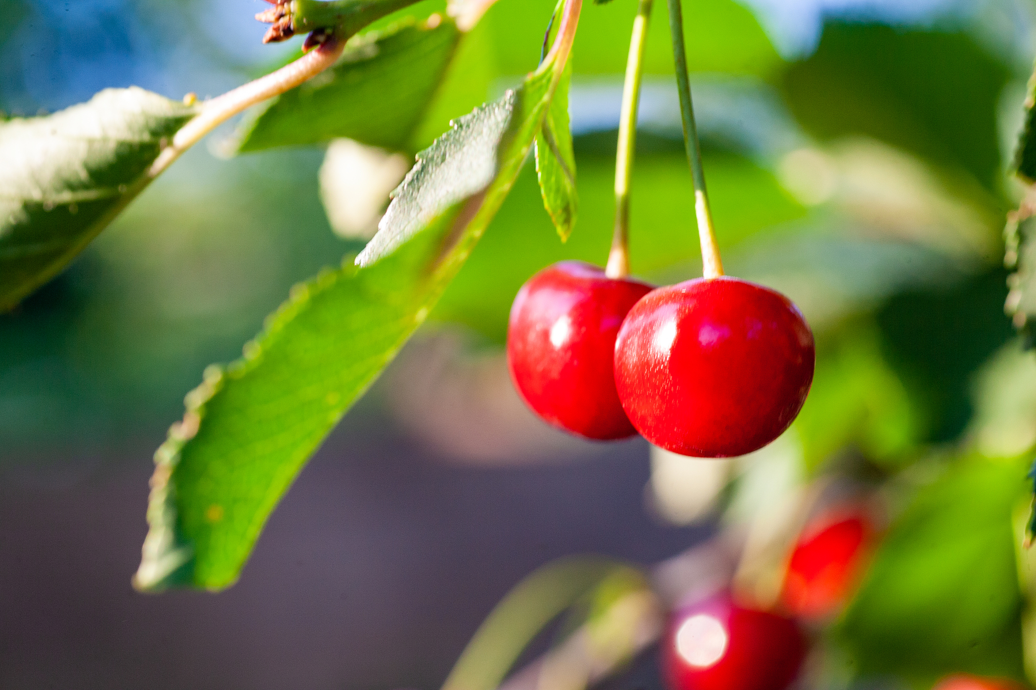 cherries in the orchard