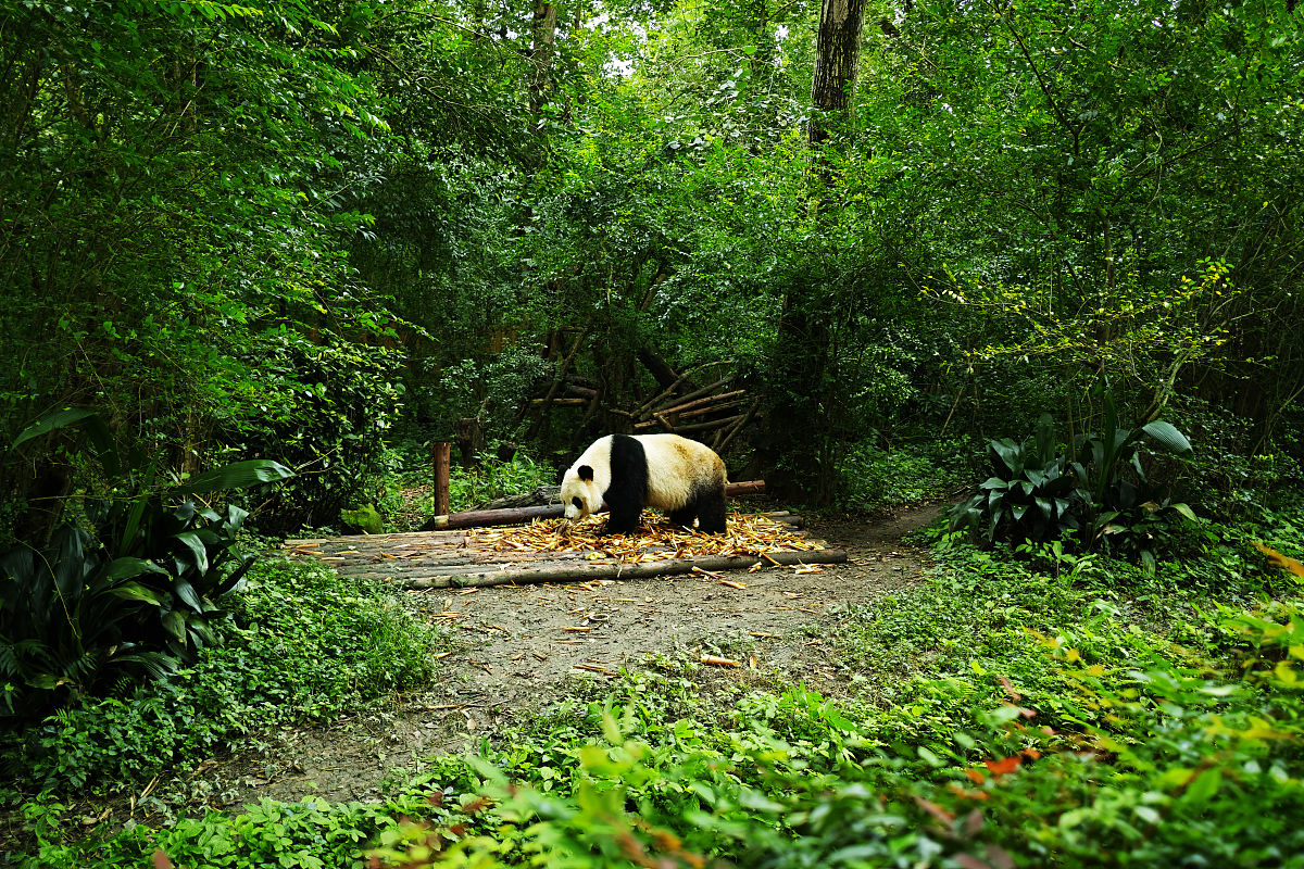 深圳动物园有熊猫吗