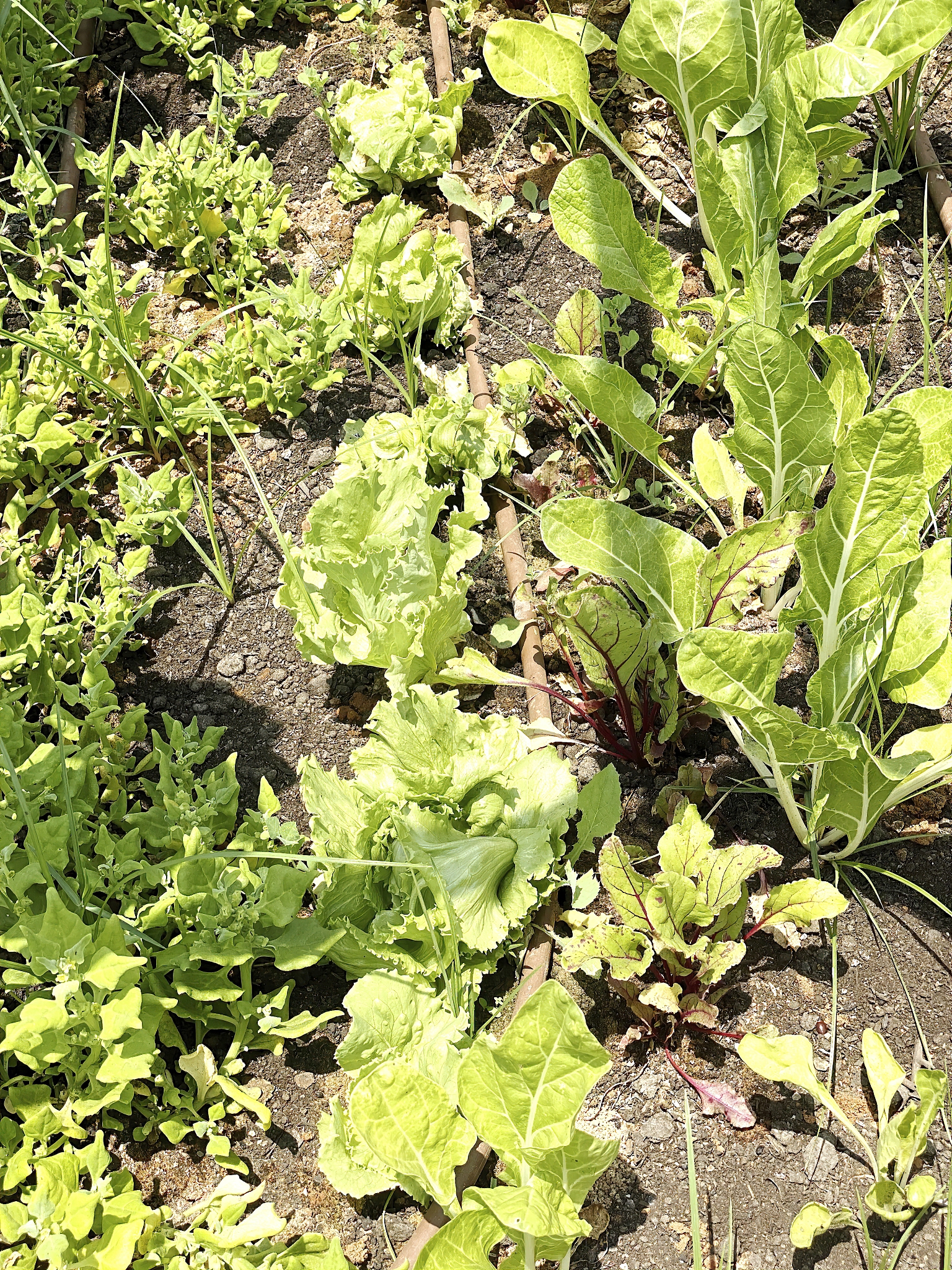 苦菜的养胃功效：农村人常吃的食物，自古就有食用习惯