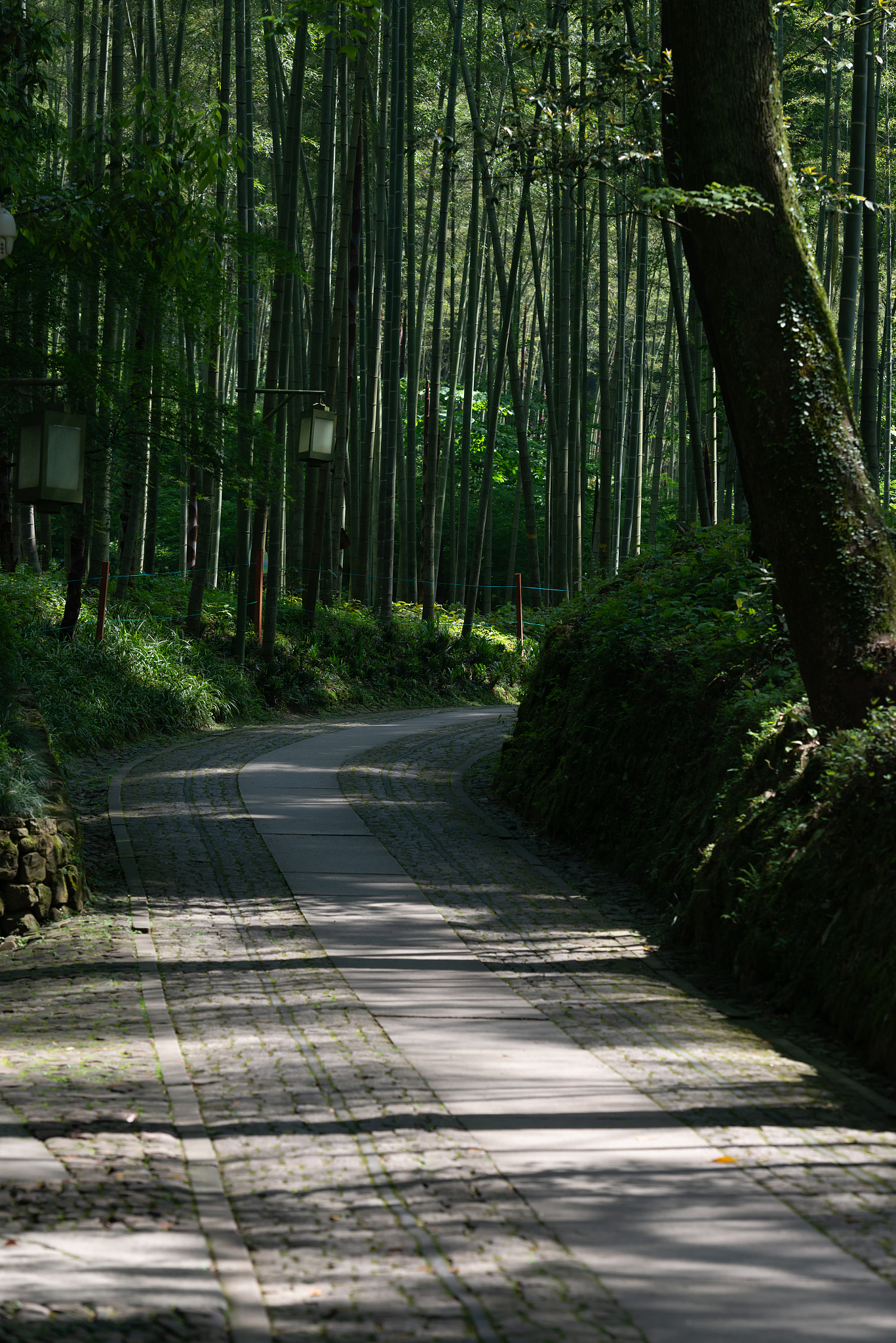 浙江杭州西湖钱塘江曲院风荷云栖竹径西湖十景<strong>世界</strong>遗产城市风光