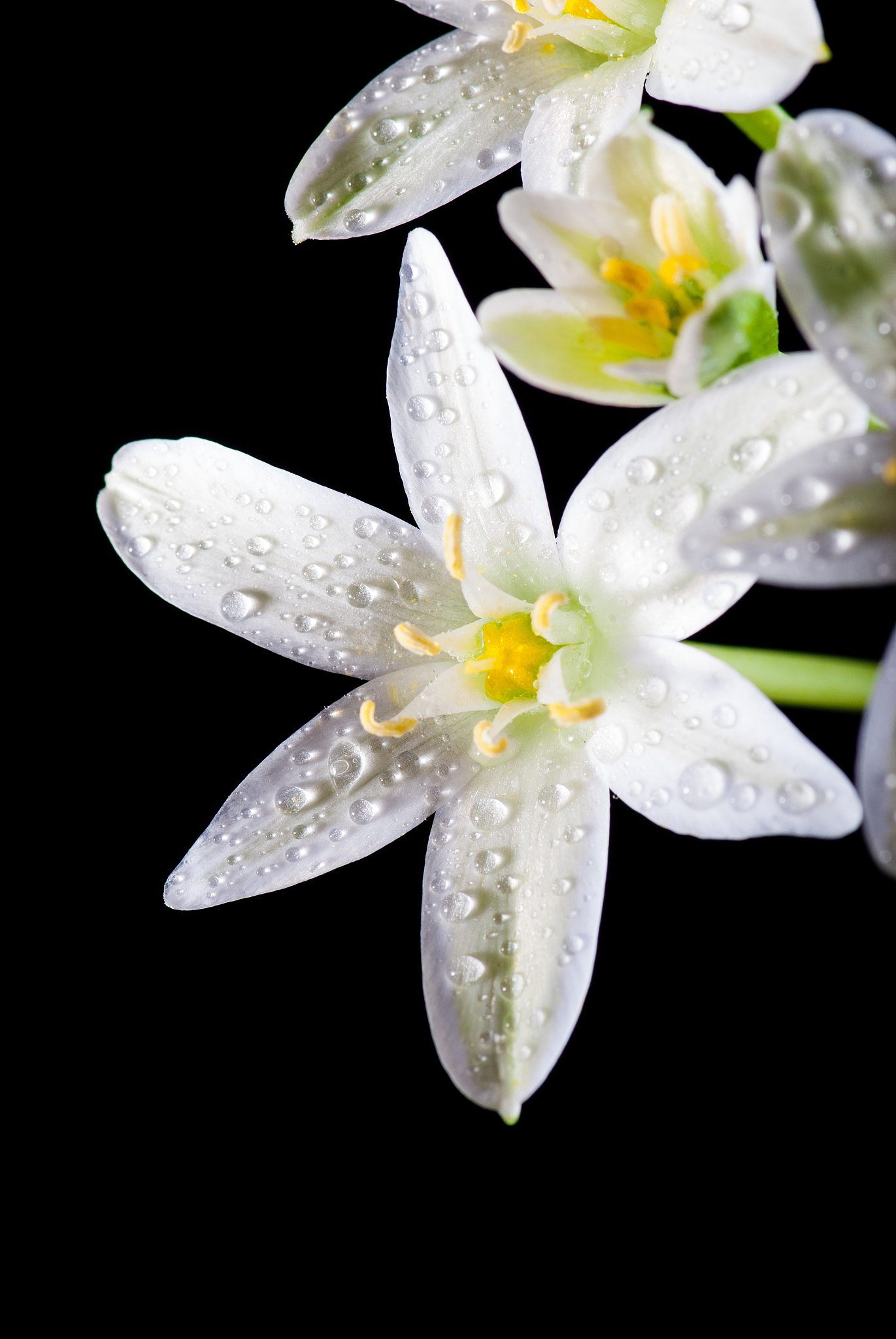 ornithogalum umbellatum white flower with drops.