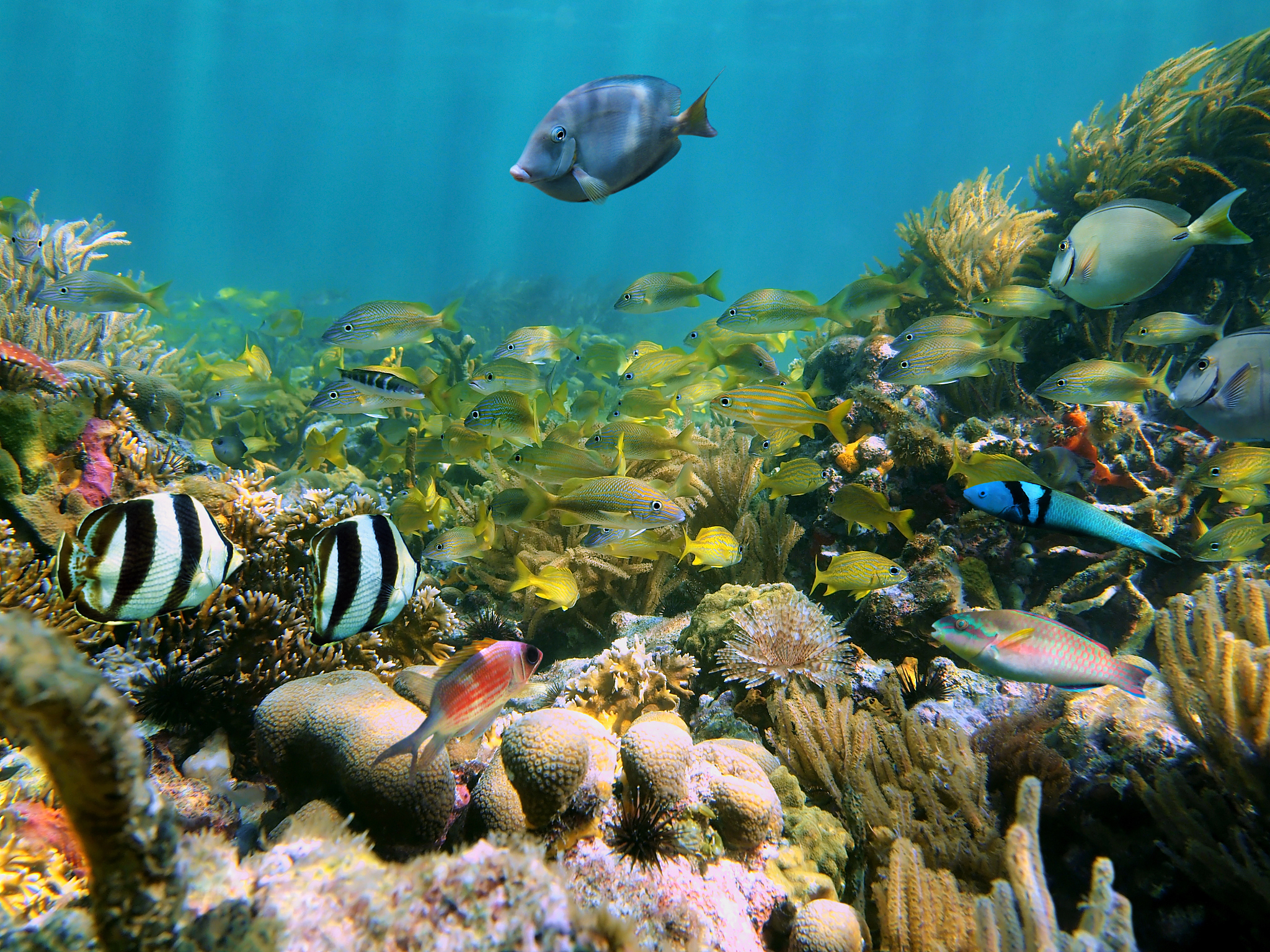 marine life in a coral reef