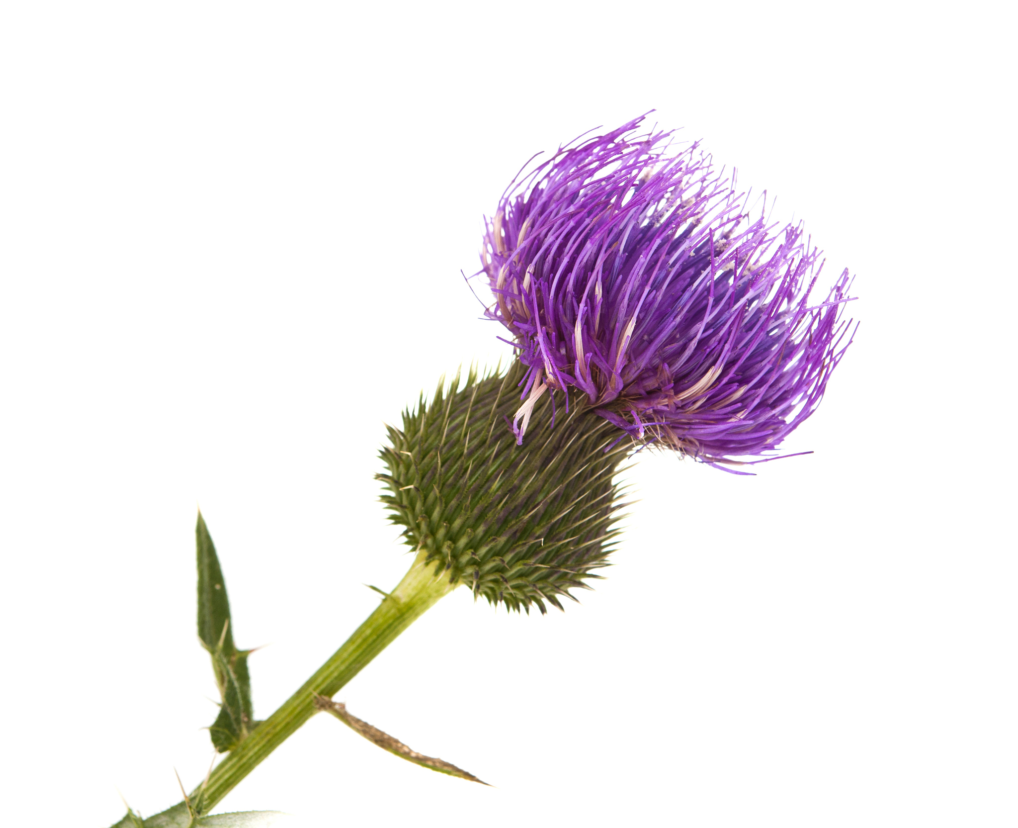 burdock isolated