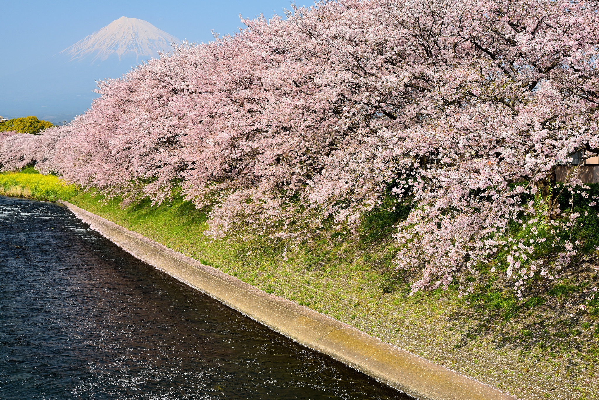 滨州樱花山有啥好吃的回答+拓展