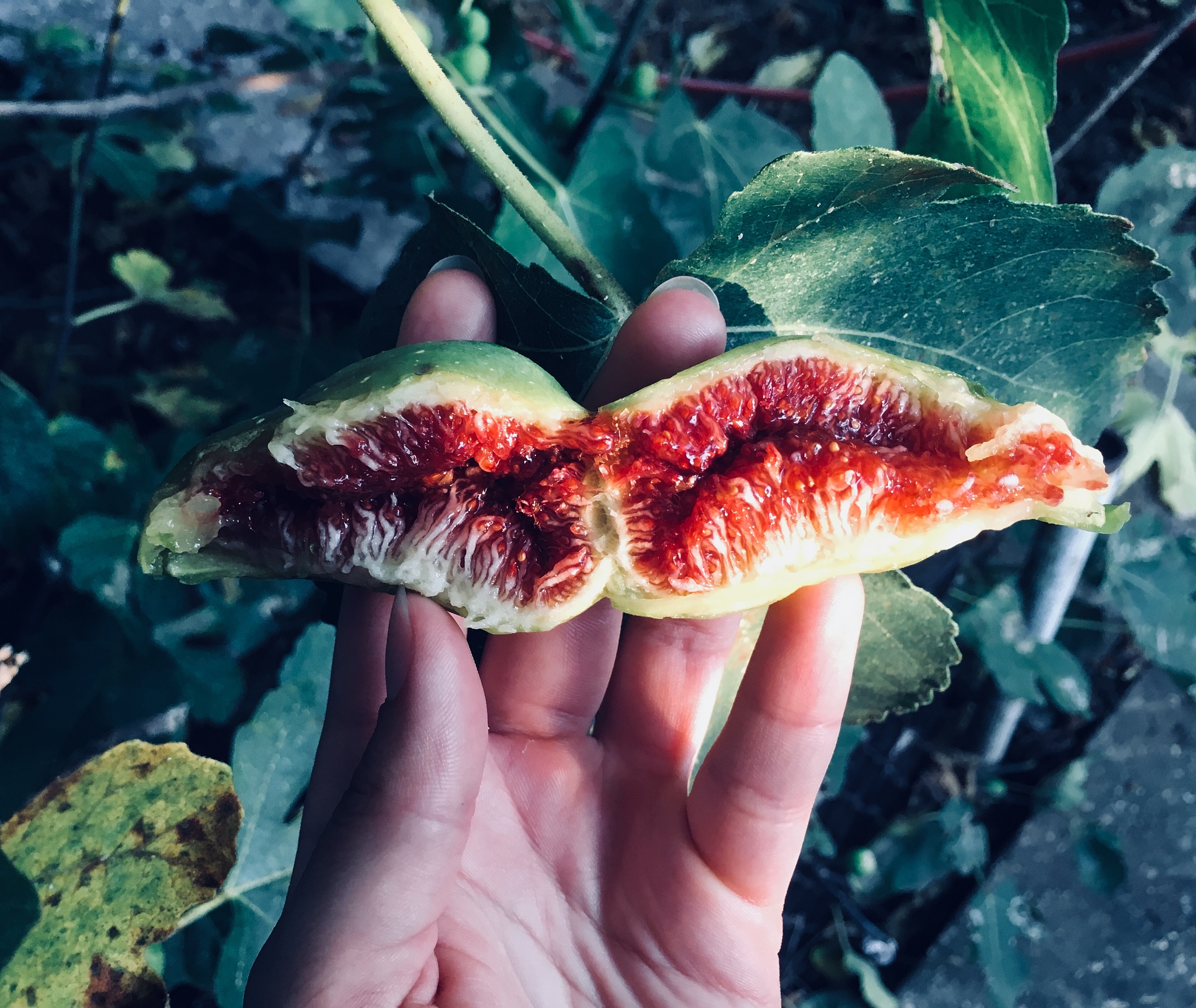 cropped hand of person holding fruit