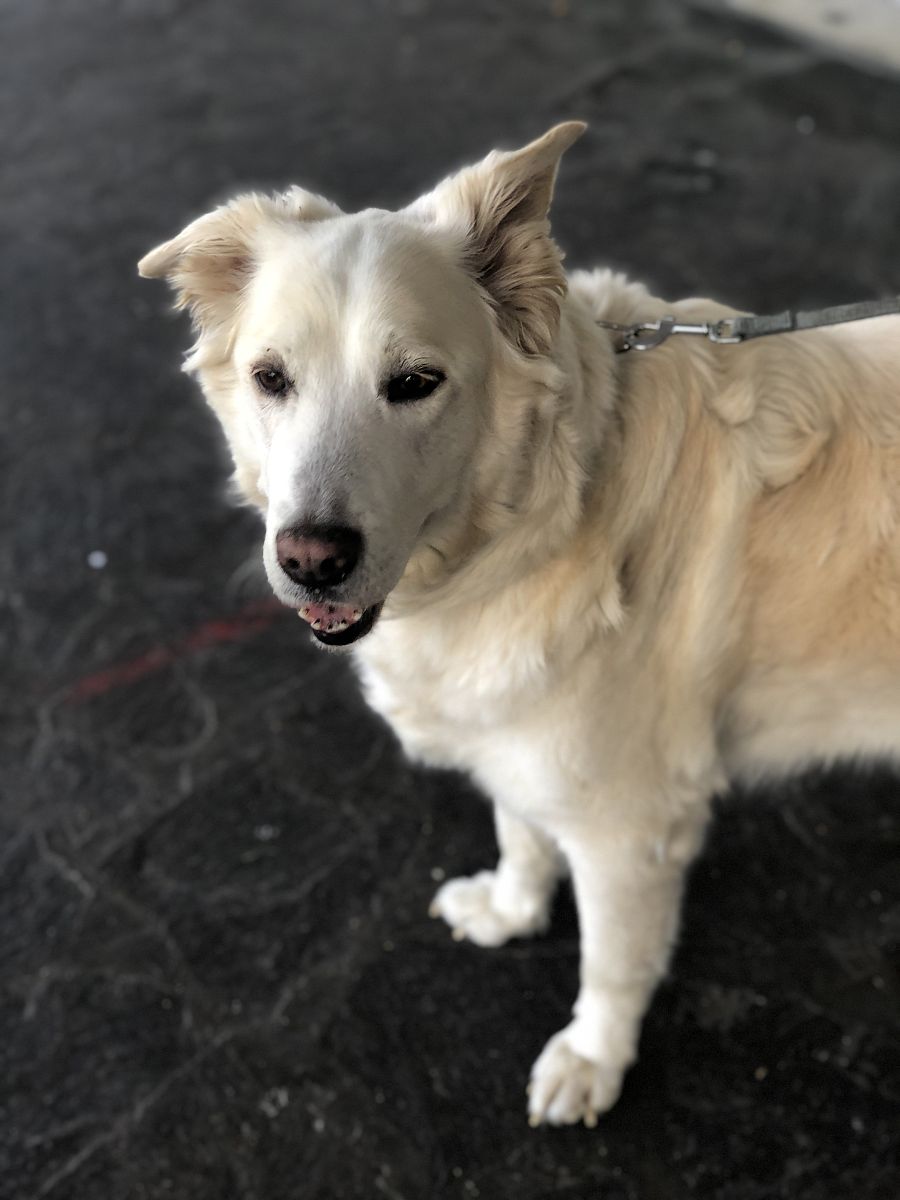 侯博文是什么品种的狗