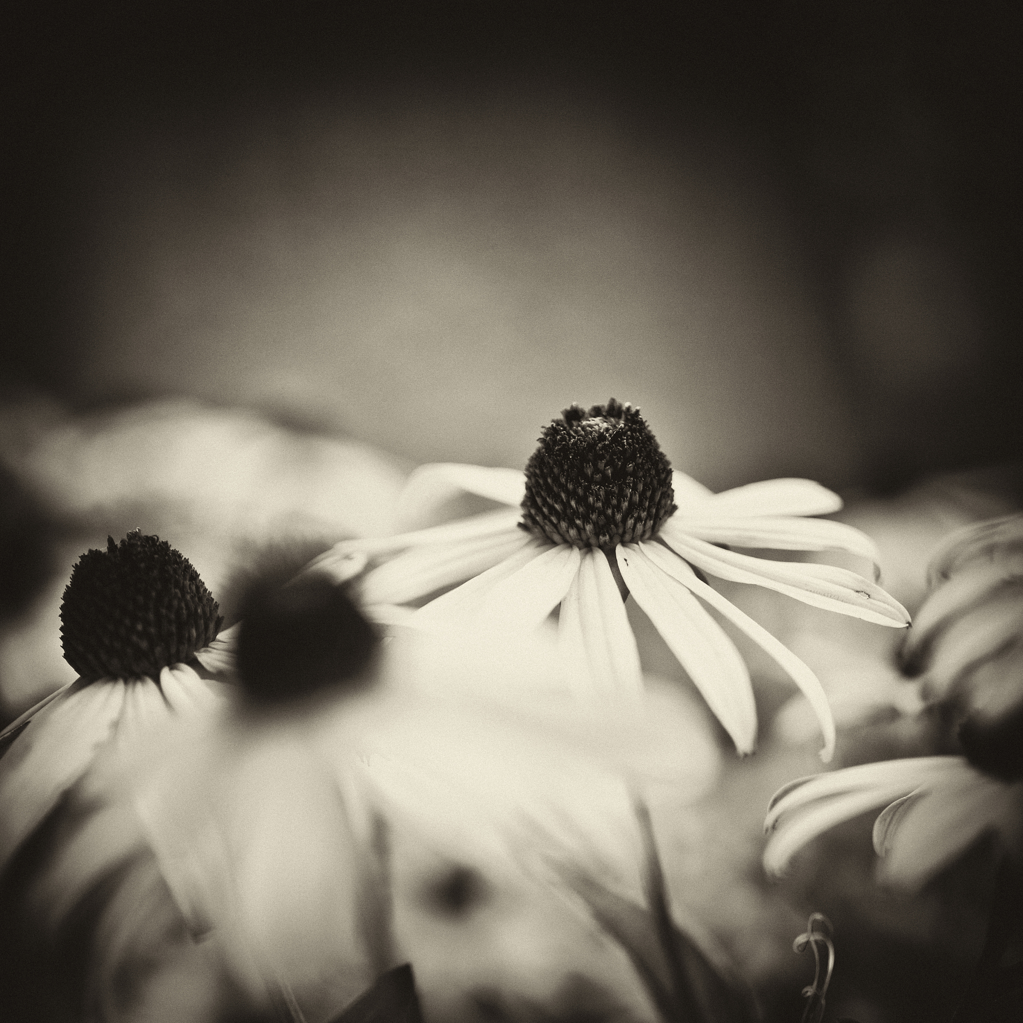 表达内心惶恐的文艺句子：感受恐惧的诗意与无力