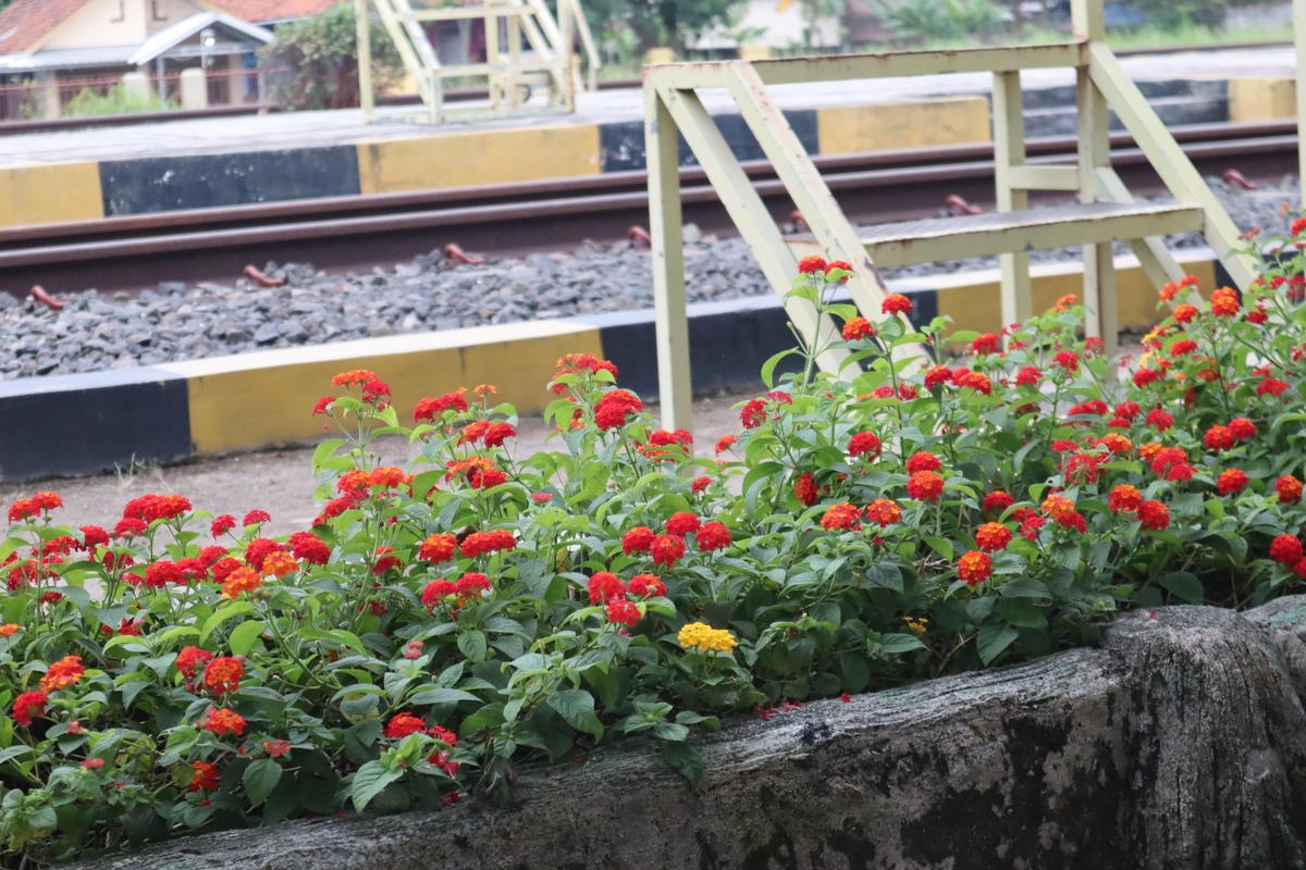 花吧儿是什么意思？ - 解读中国北方方言词汇