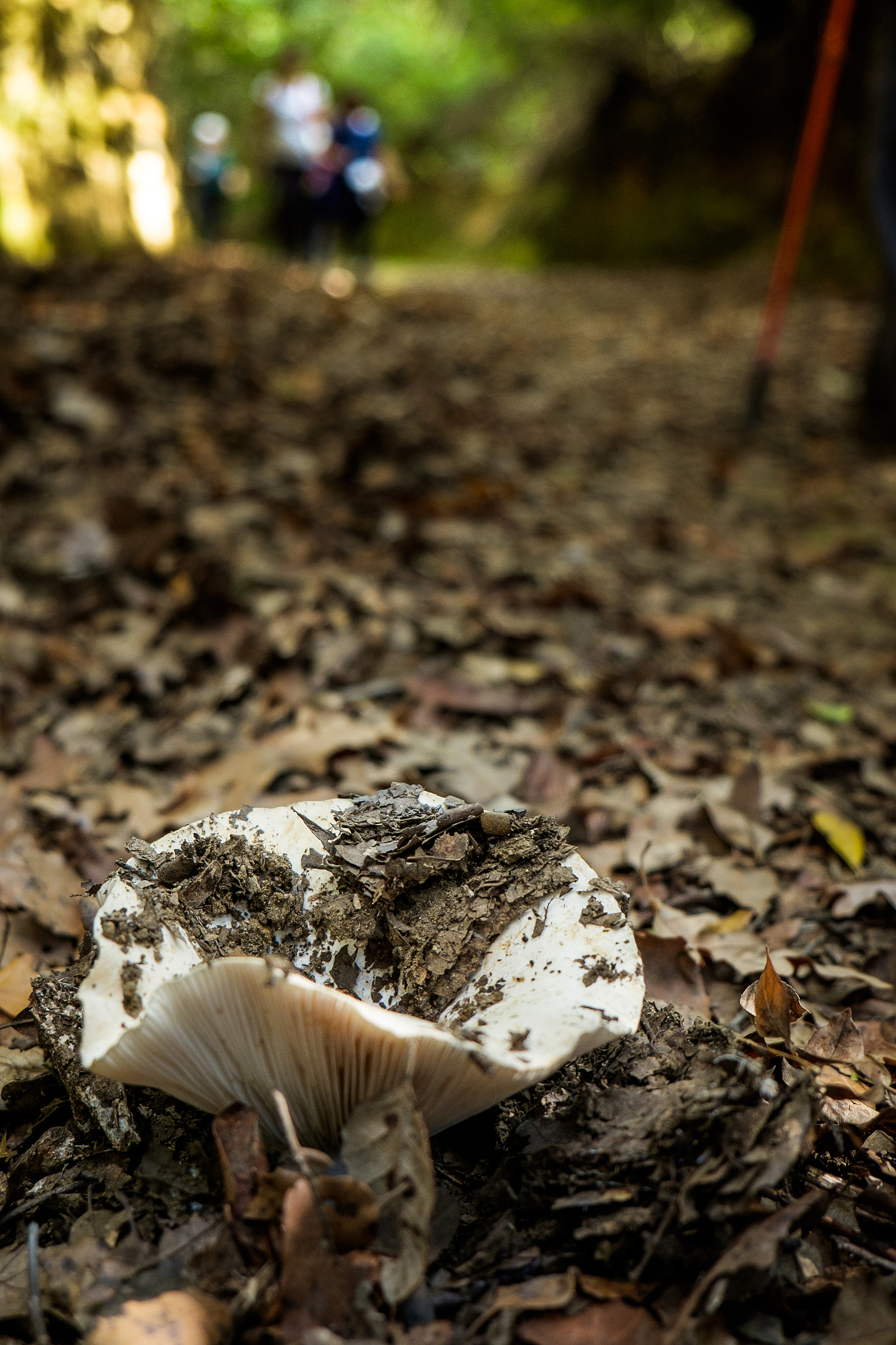 模型推理错误：CUDA 错误解决方法