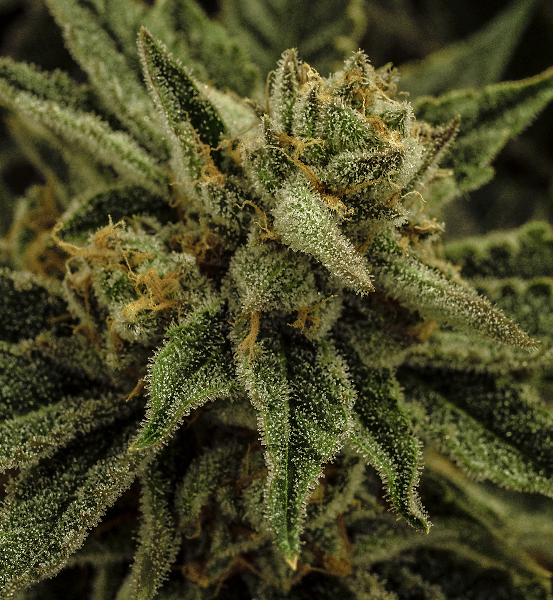 live cannabis macro bud shot