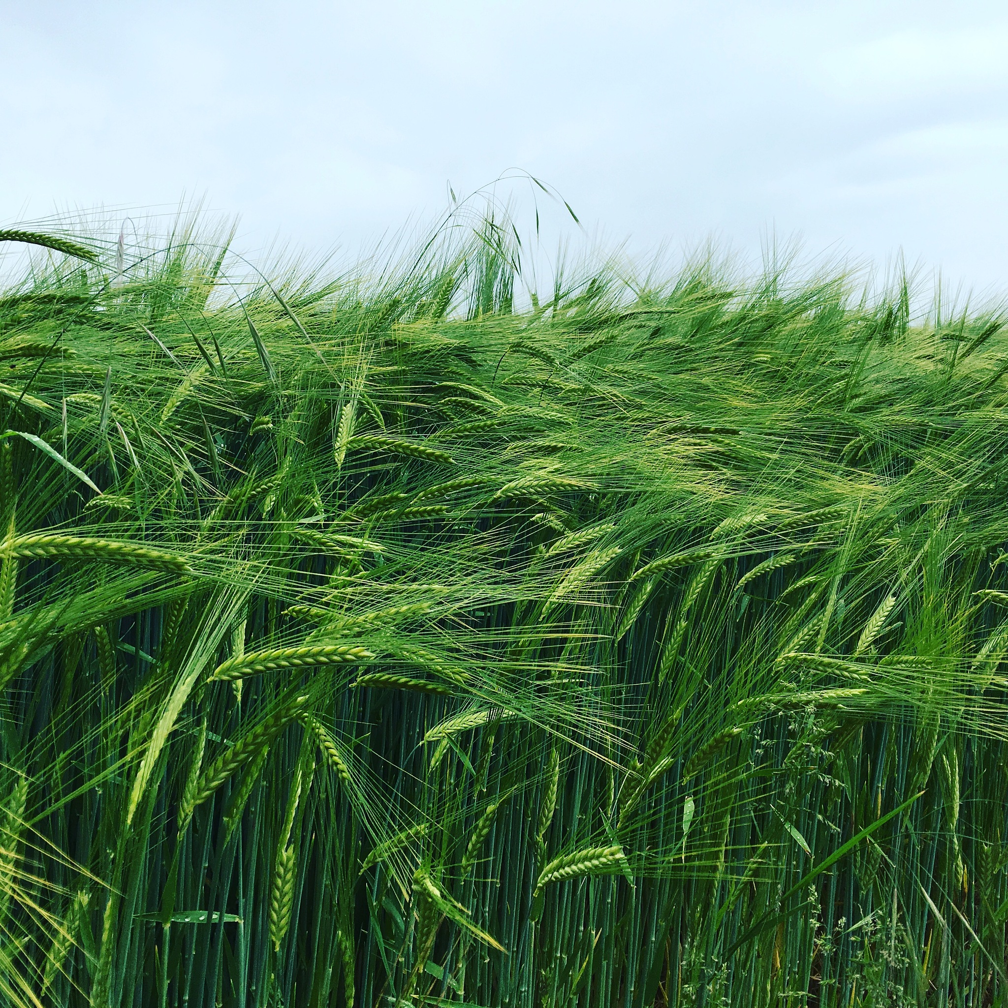 农业科学杂志 (Journal of Agricultural Science): 全球农业研究领先期刊