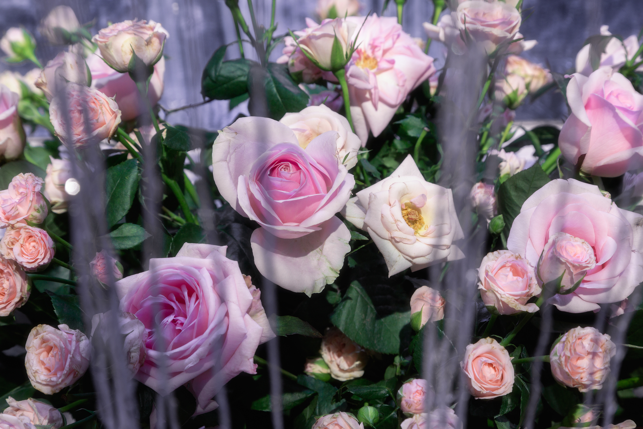 黔西南民族职业技术学院药学专业