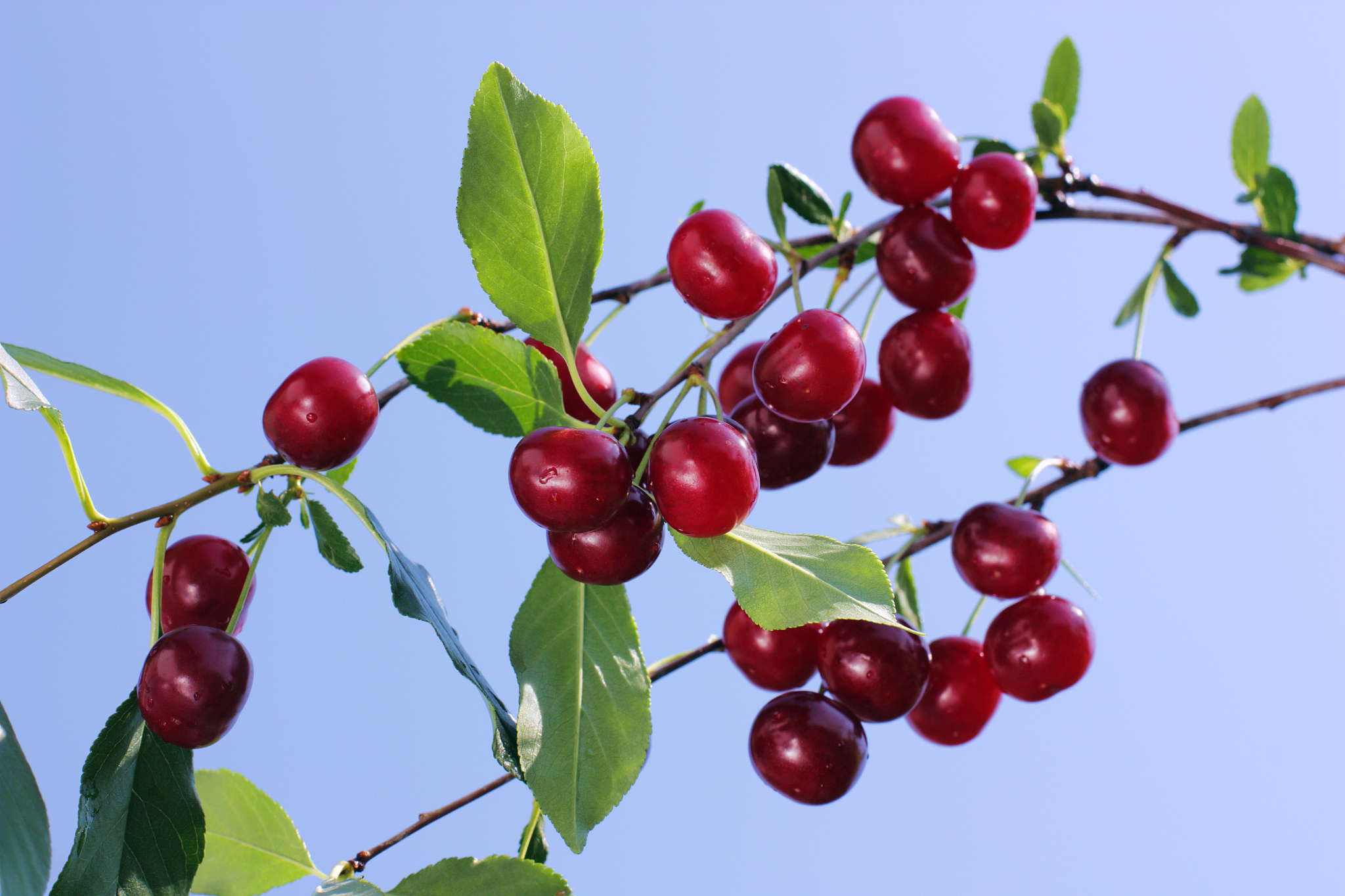 red cherries