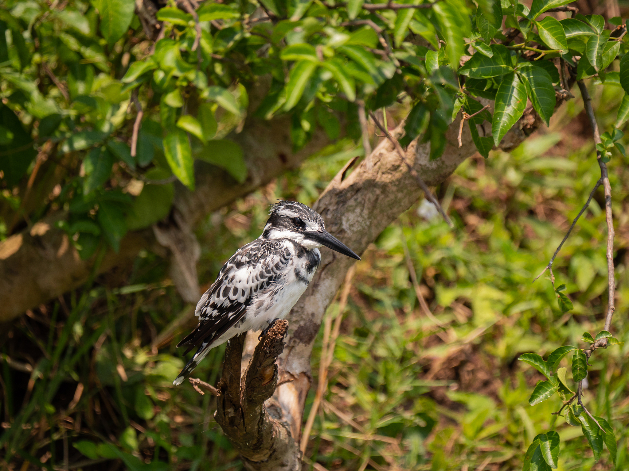 乌干达翠鸟油田项目安全指南：中国企业和公民必读