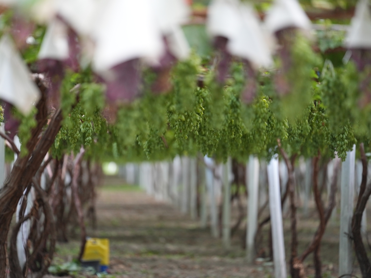葡萄树不结果实的常见原因及解决方法