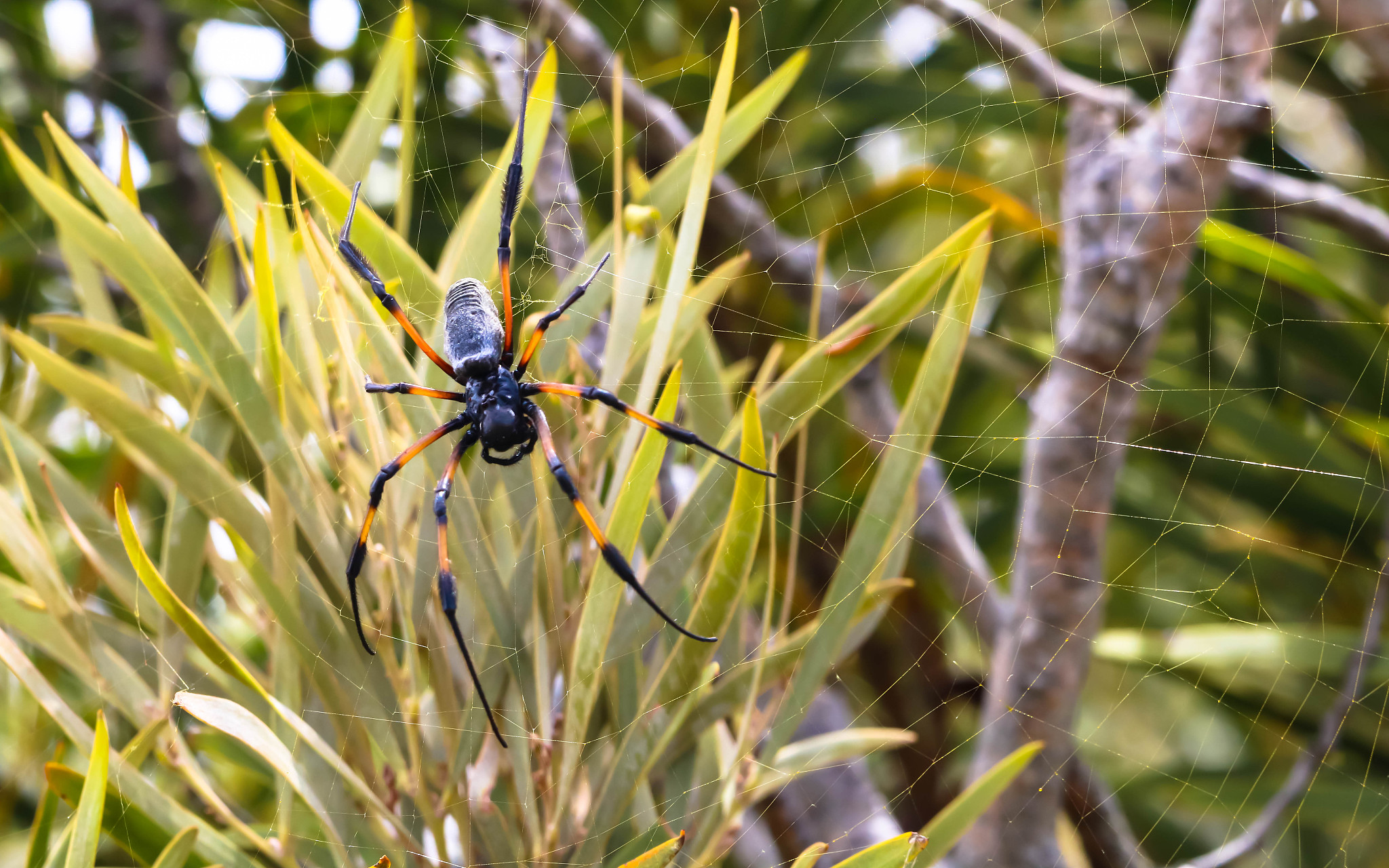 spider