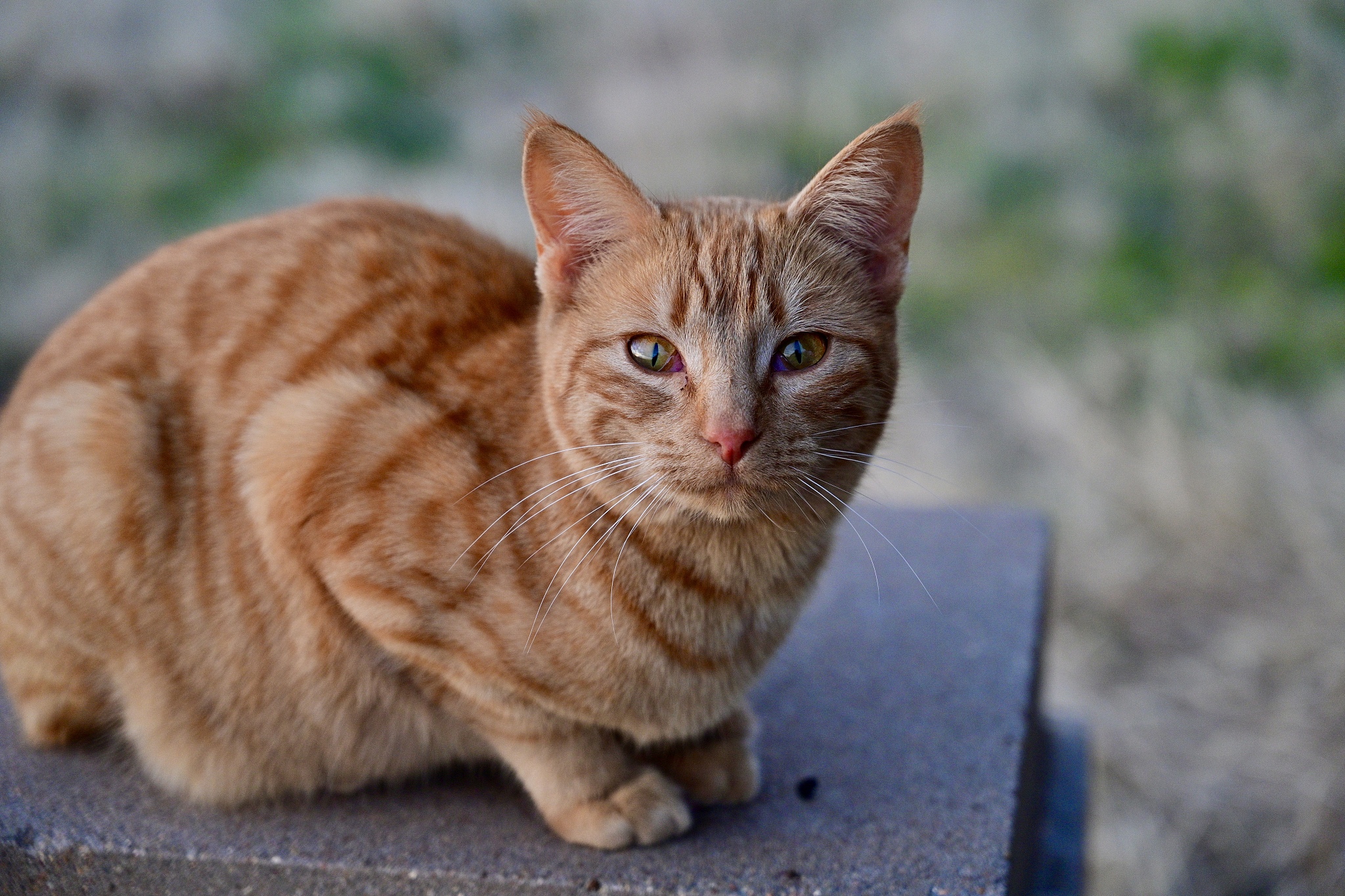 an orange meowsie