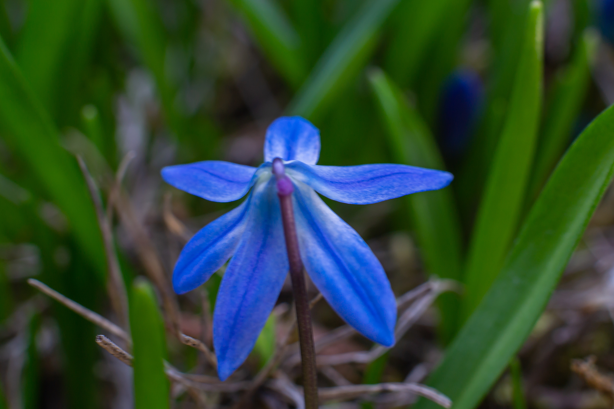 siberian squill - a species of perennial belonging to the aspara