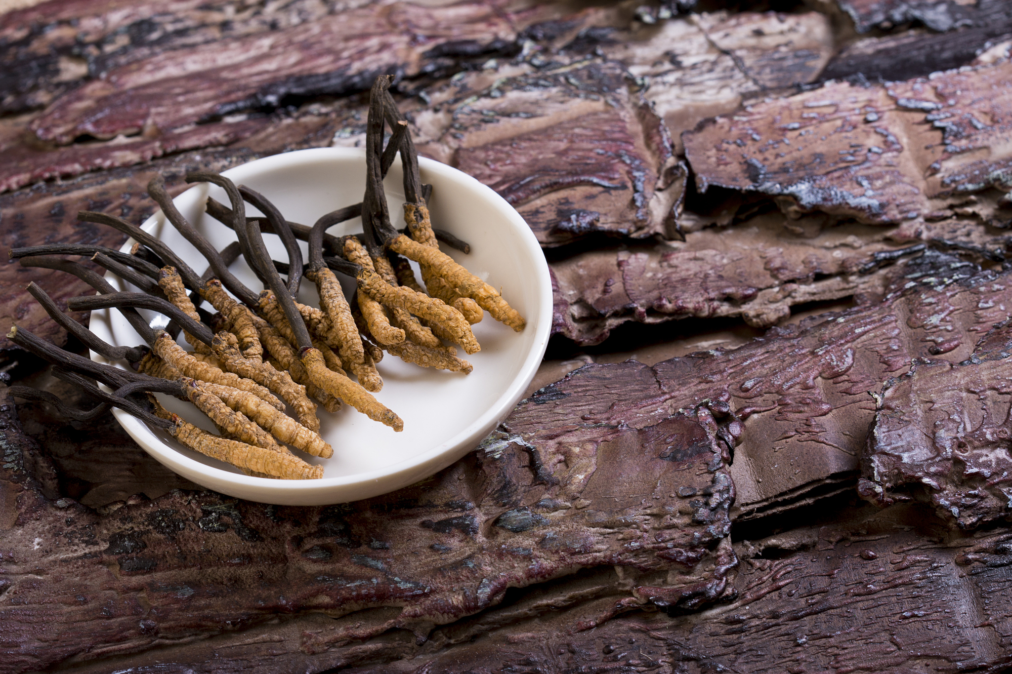 如何在家晒干新鲜虫草？完整指南