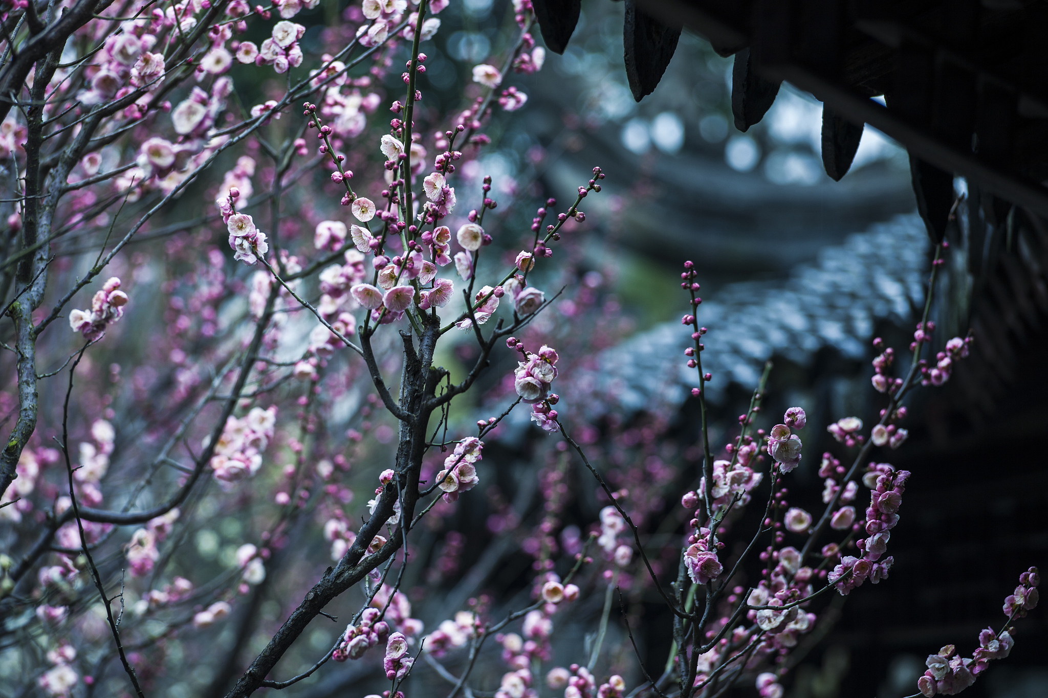 旧识园梅与径蓬是什么意思 用300字帮我描述