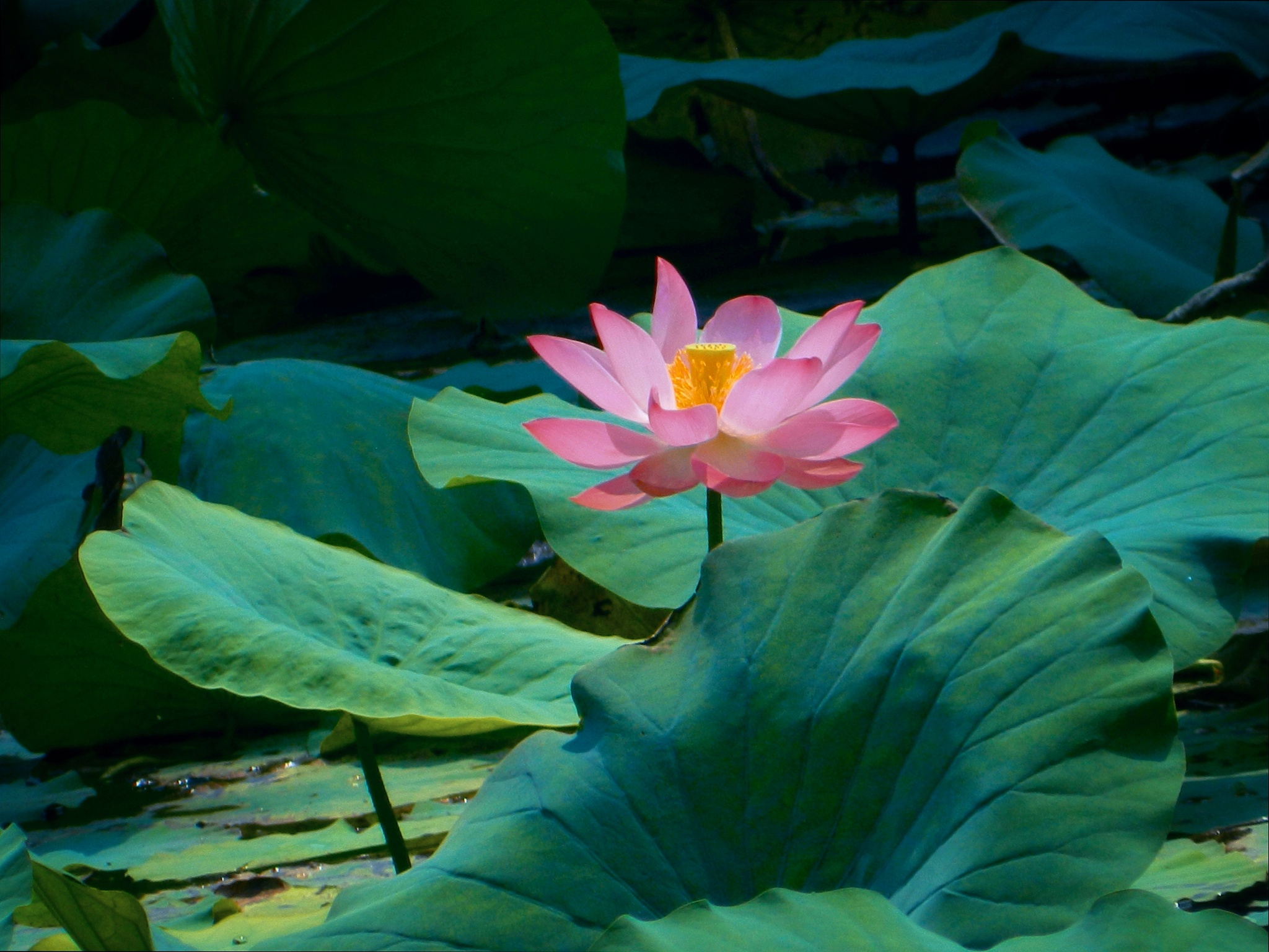 写一段关于荷花的诗