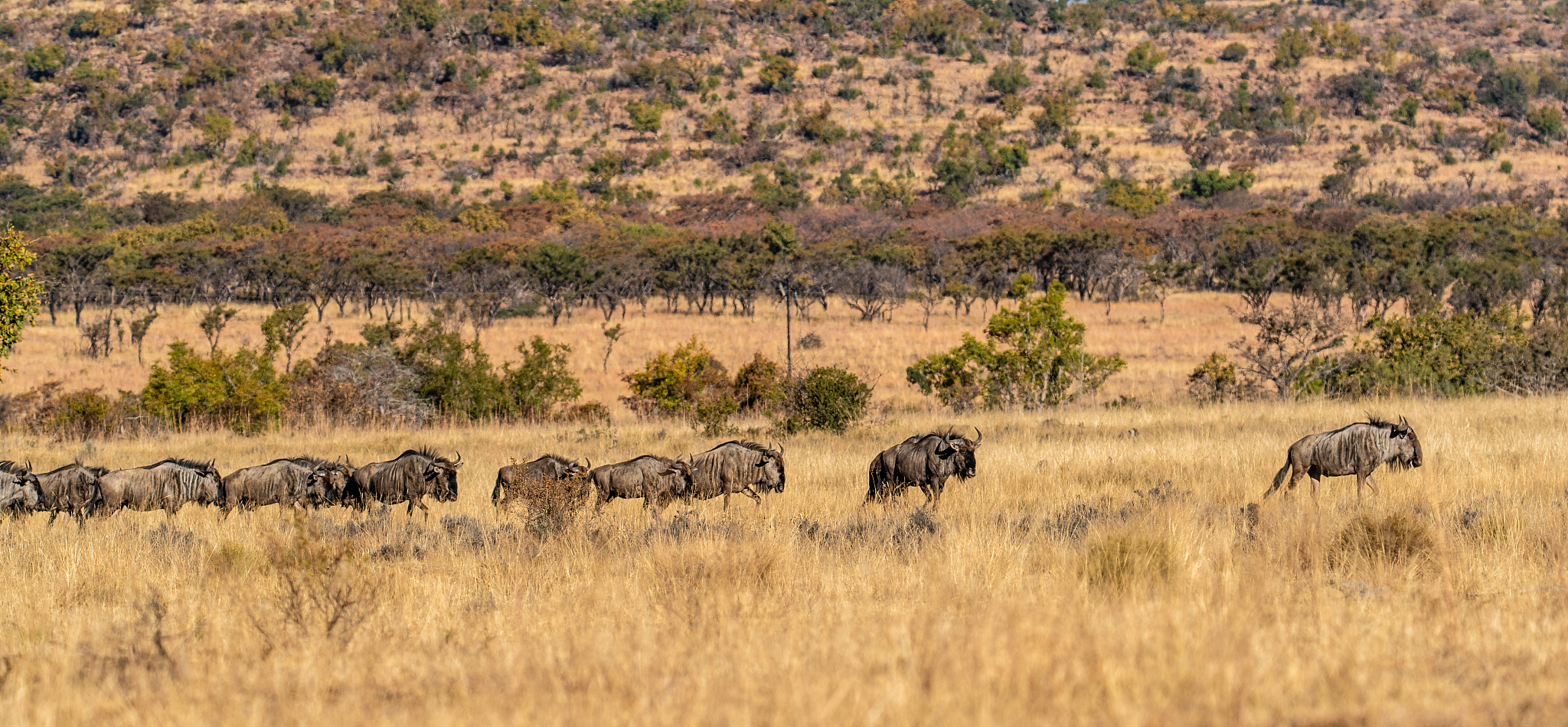 a large herd of wildebeest (gnu, connochaetes)