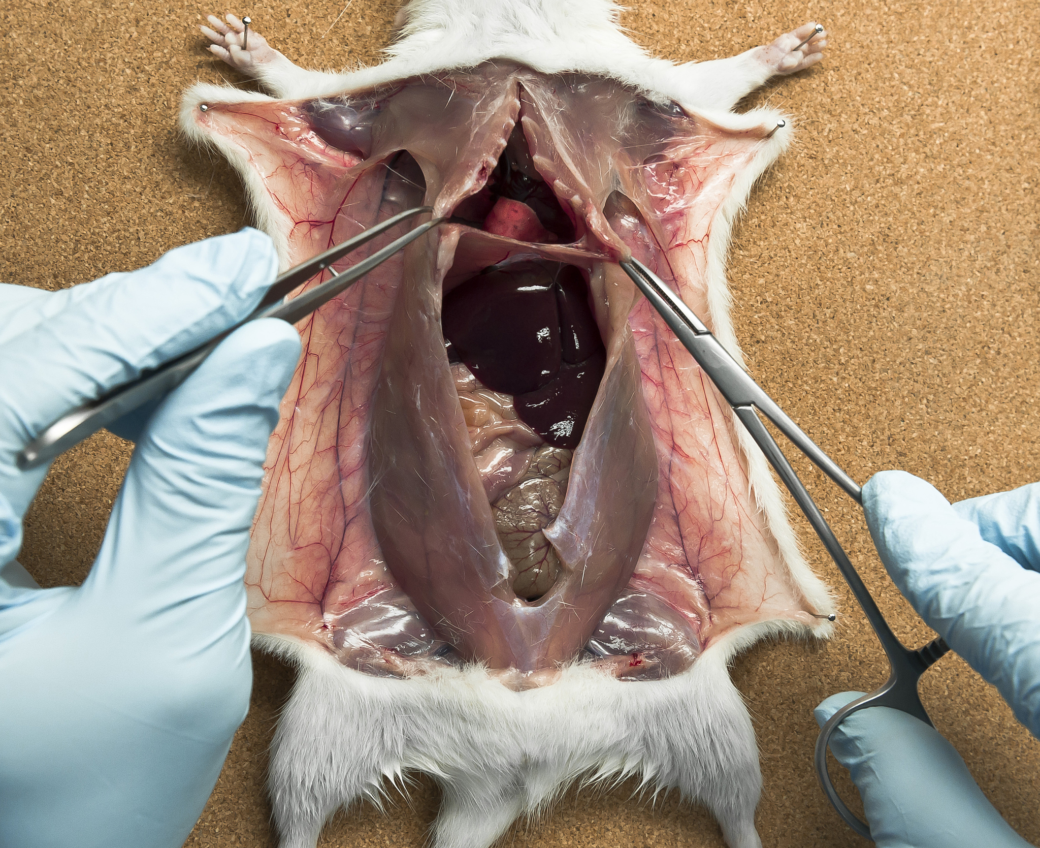 动物气管内黄色粘液：原因及意义