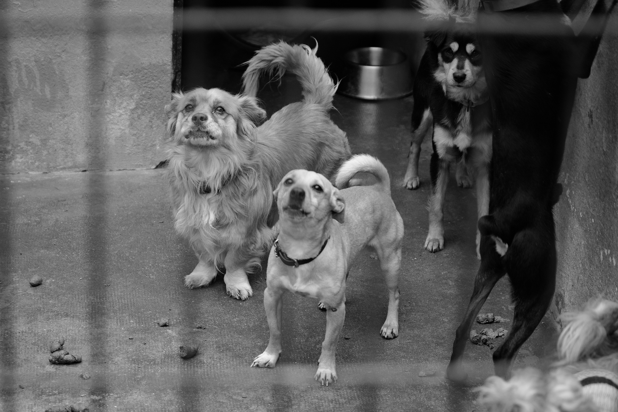 狗狗是最好的朋友，但也要接受生离死别