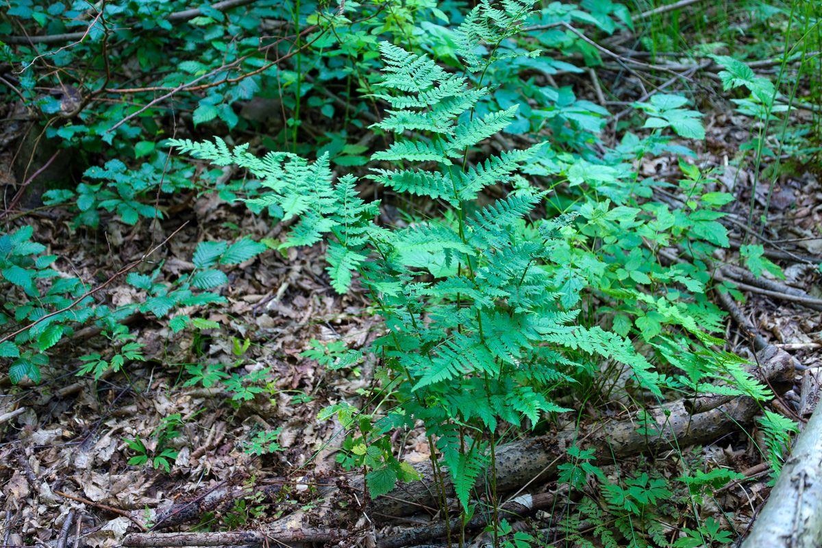 蕨菜是种什么野菜200字作用详细描述一下