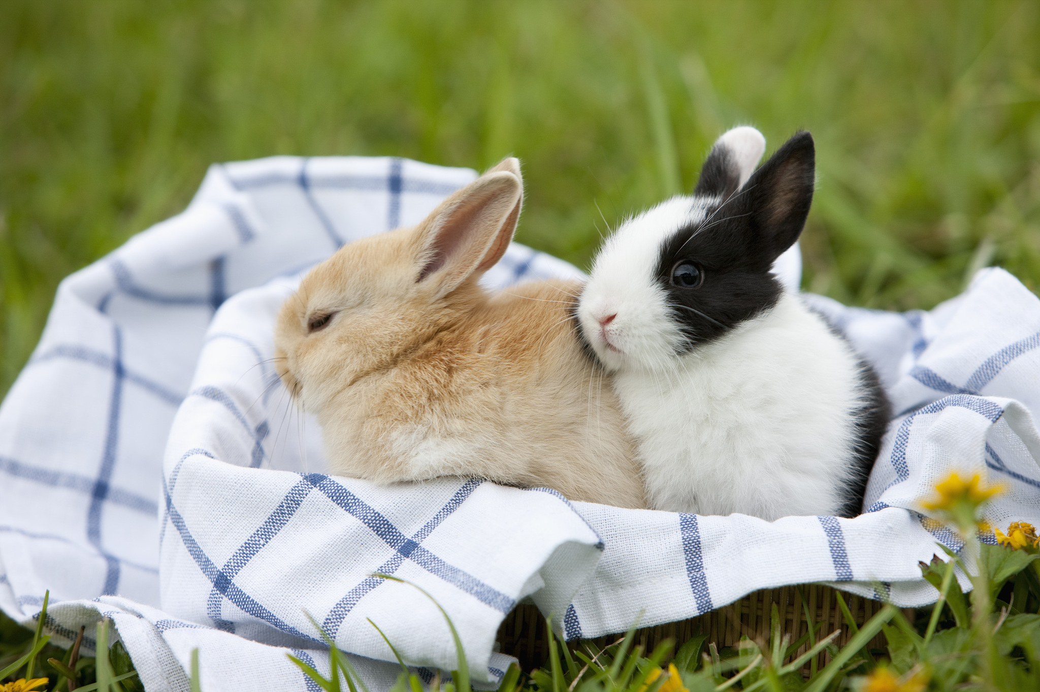 用Python写一个斐波那契函数的程序