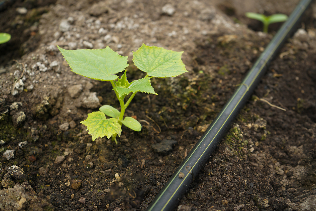 葡萄摘心与绑蔓实验：促进生长，提升果实品质