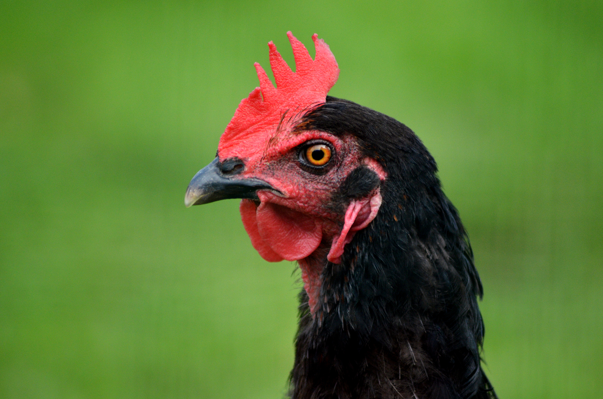 profile image of our pet black chicken, mrs pepperpot. free rang