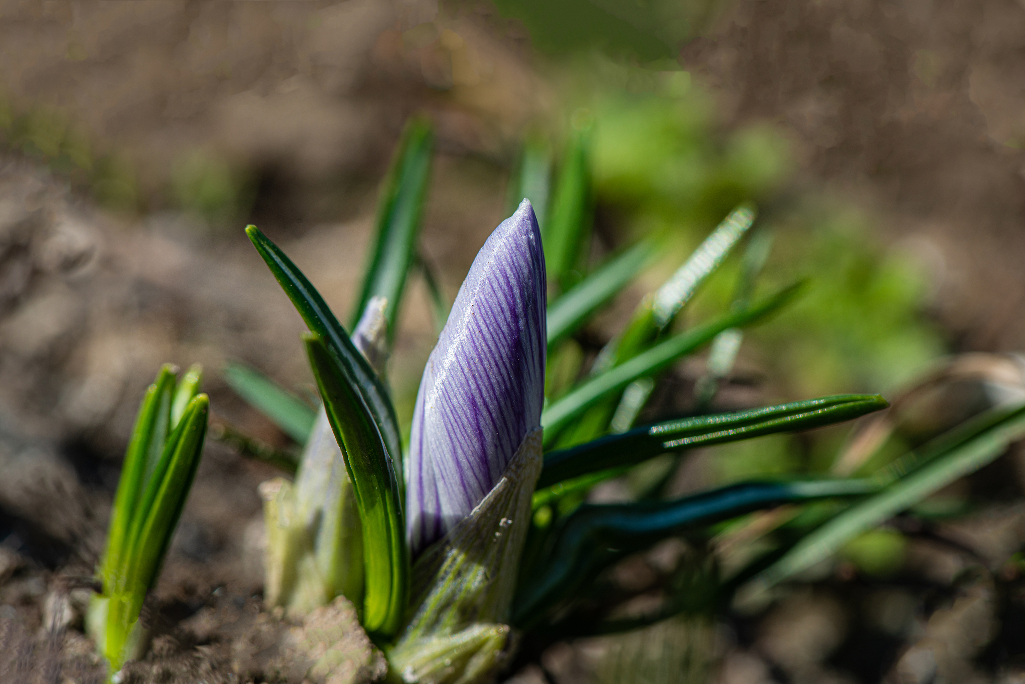 blooming purple ornamental crocus flower in a rural garden on a 