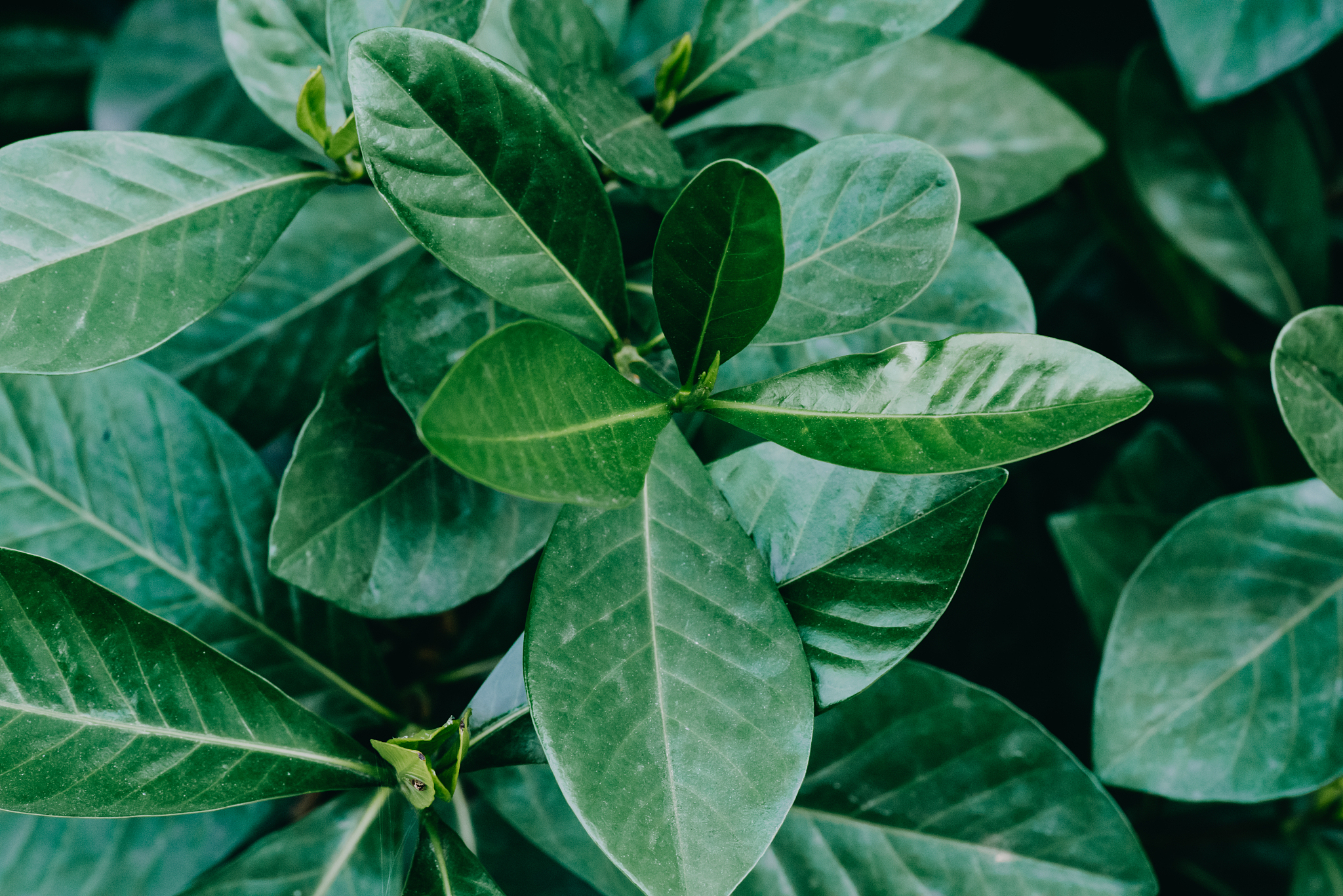 abstract, nature green leaf background and beautiful wallpaper.