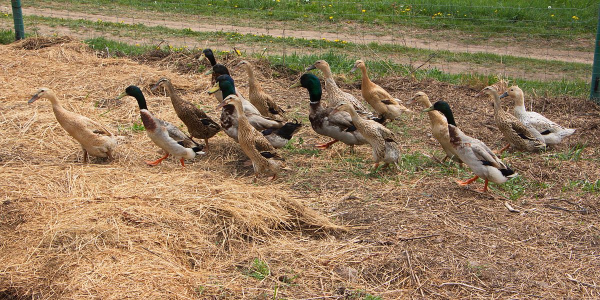 论述国有农场财务核算中预算编制不科学预算执行流于形式问题不少于500字论述中不能抄袭他人观点和概念。