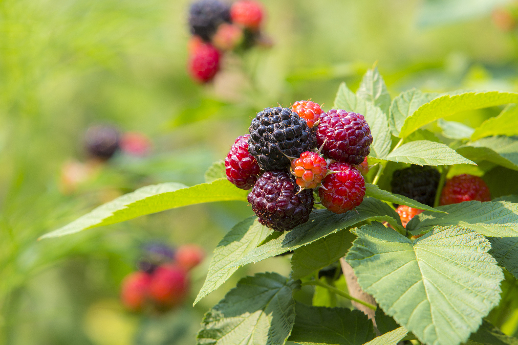 仿照下面这段话重写一篇文章要求意思不变。覆盆子产地剩余货源不多近期要货的商家增多货源走畅快价格坚挺不包含量统货售价在140元左右包含量统货150元左右