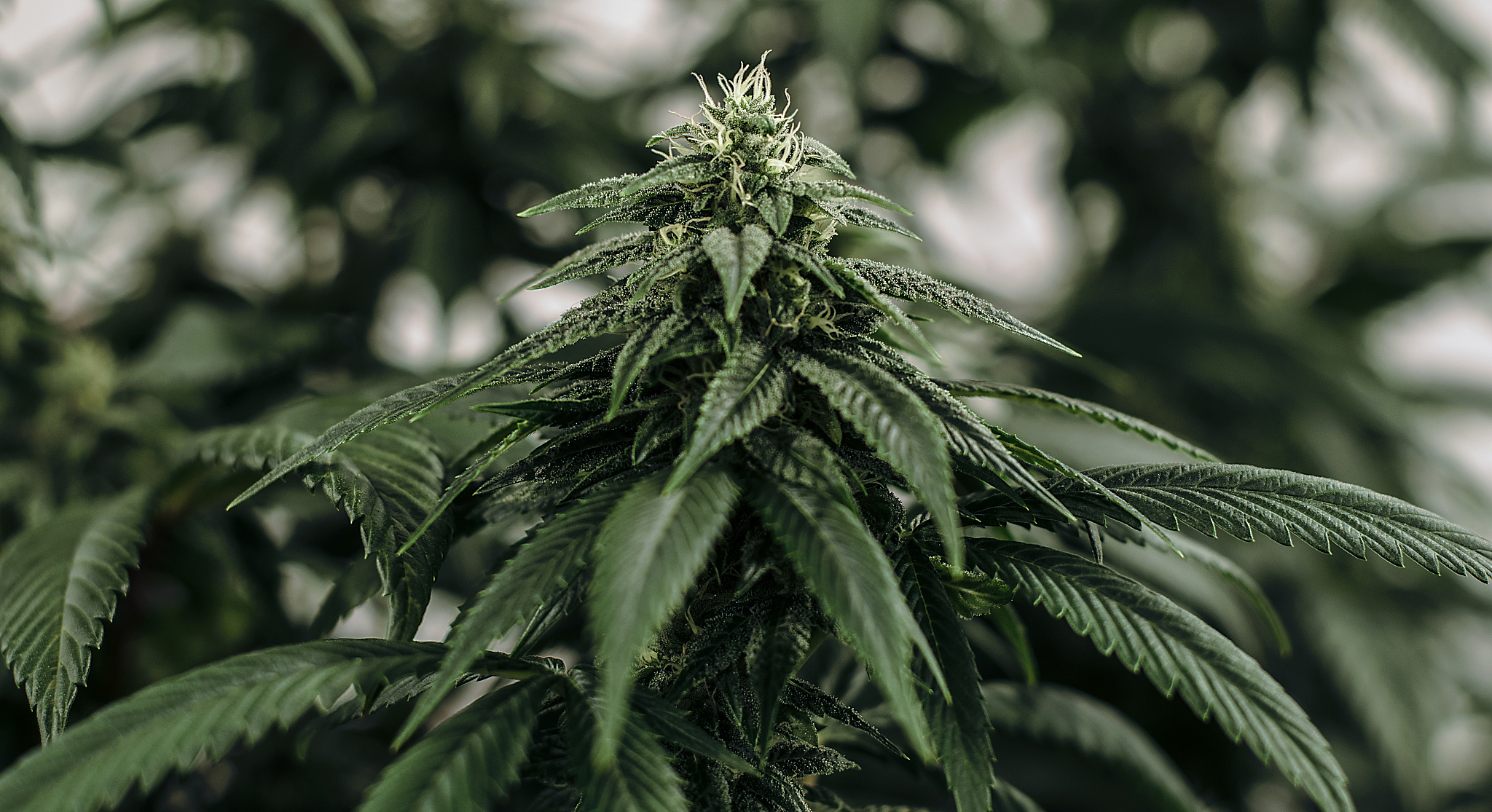 live cannabis macro bud shot